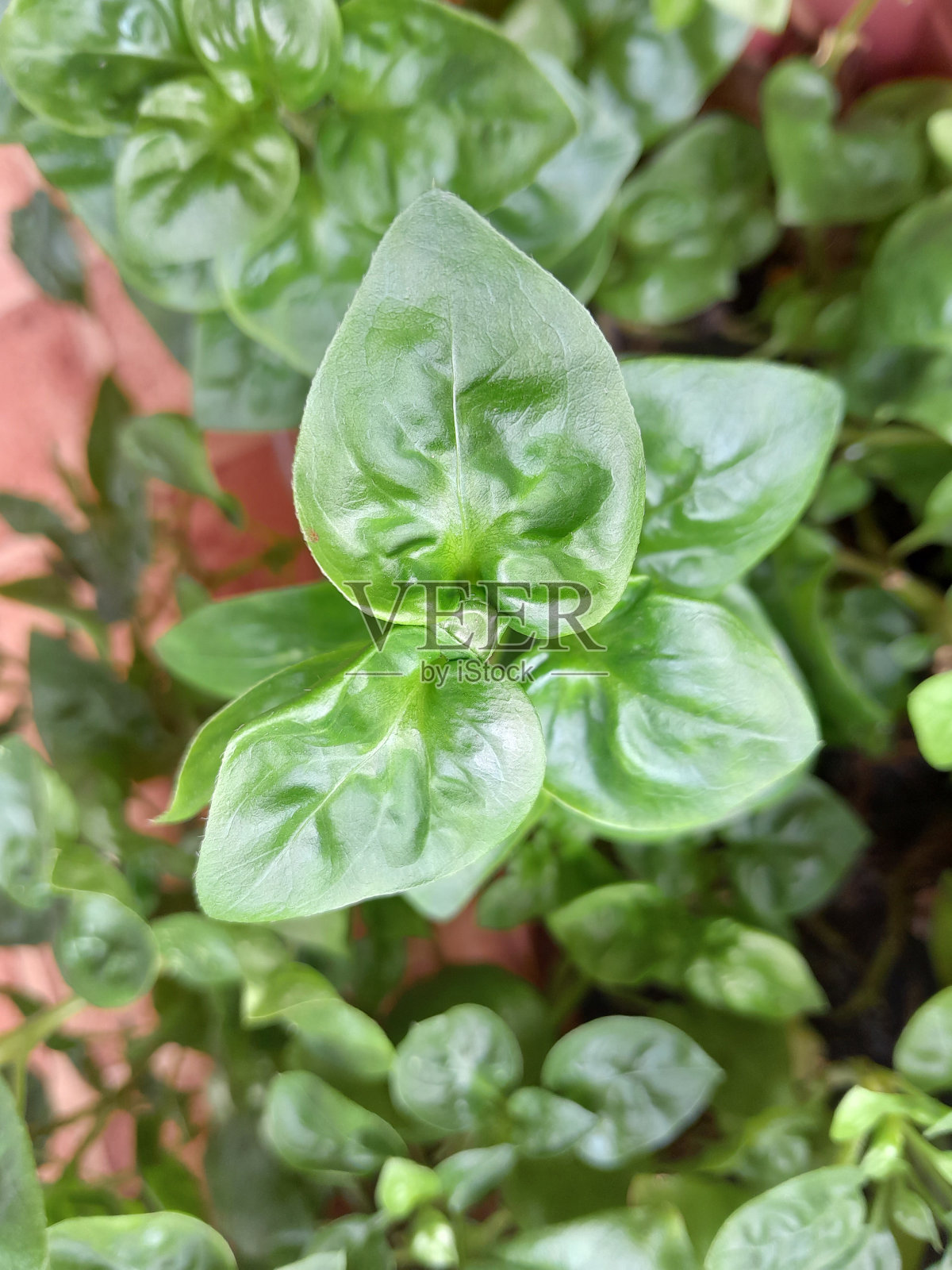 美丽的绿叶照片摄影图片