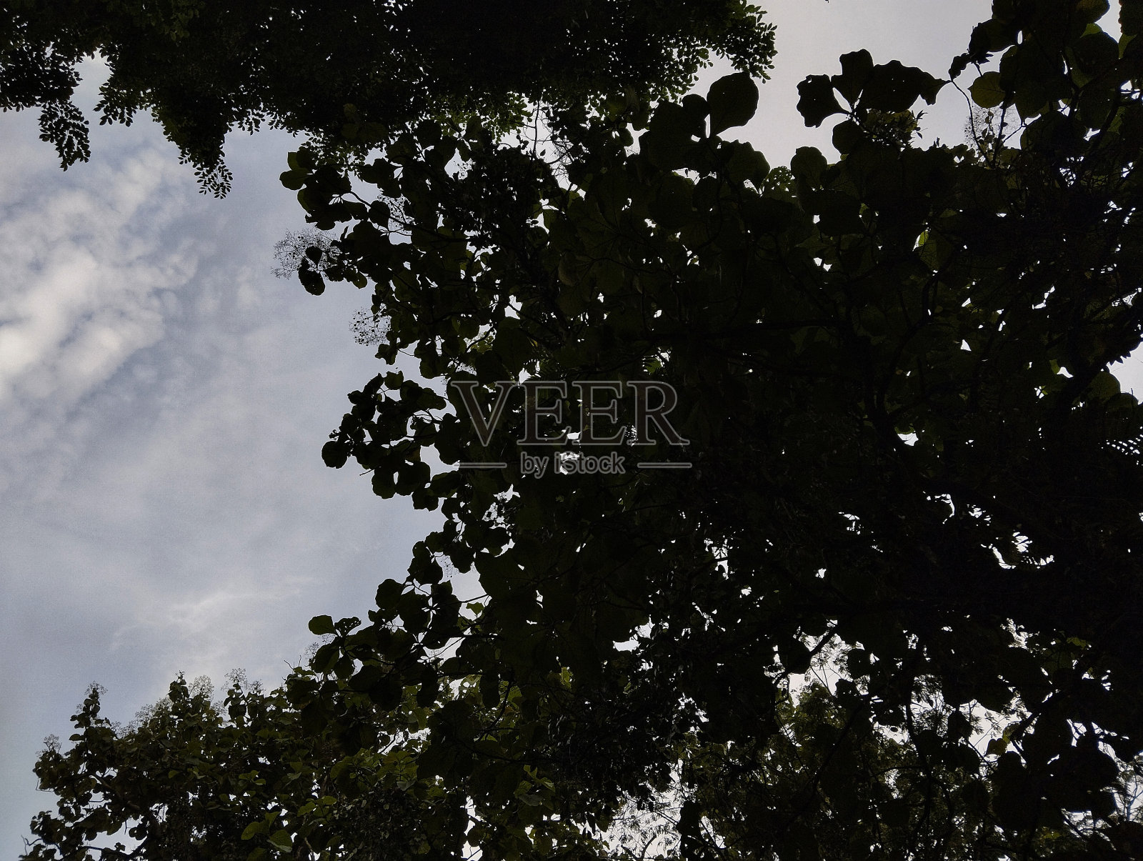 阴叶剪影照片摄影图片