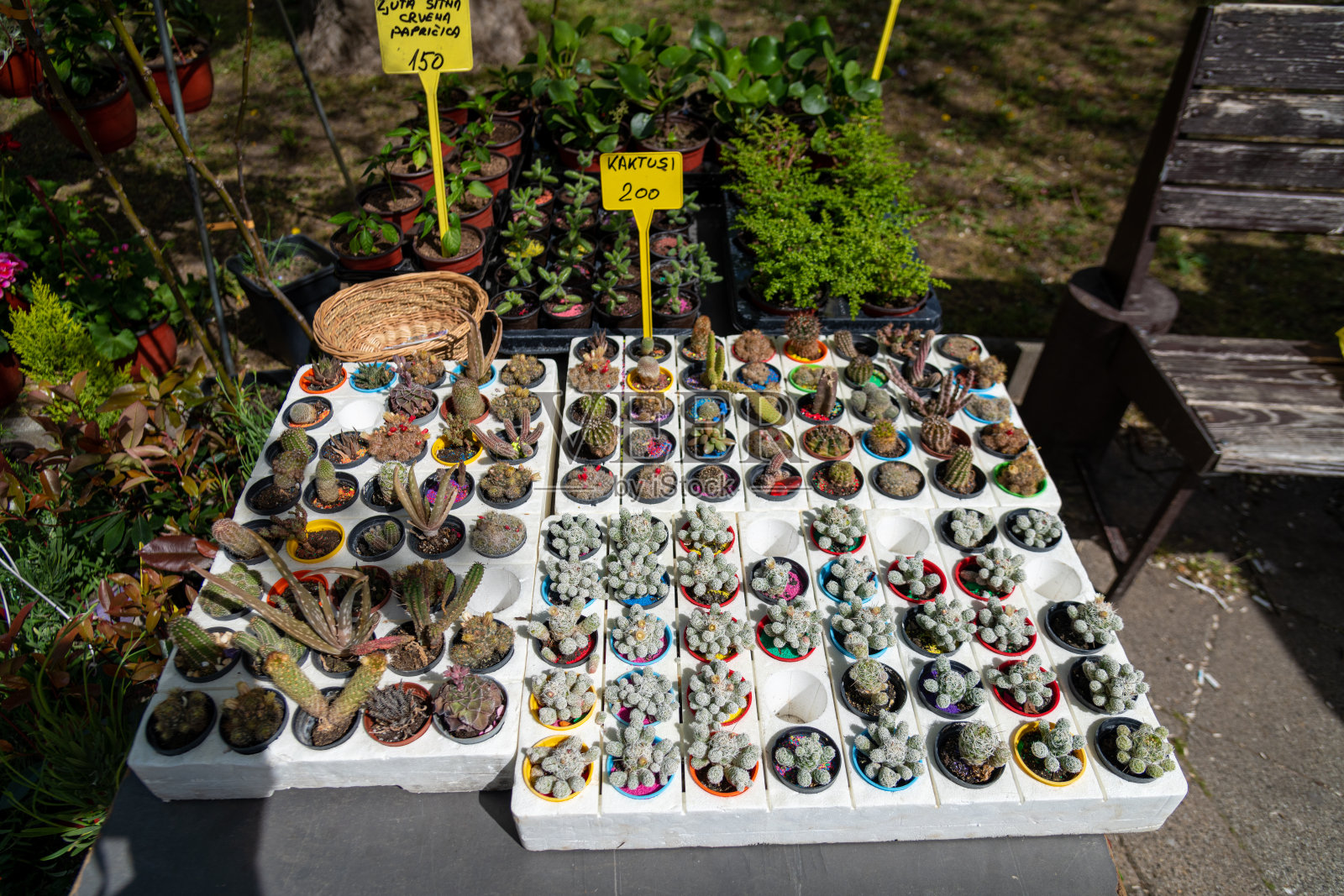 各种盆花、露天花市照片摄影图片