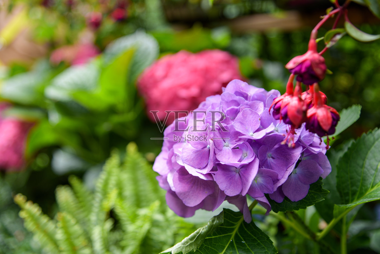 六月台湾花园里盛开的绣球花照片摄影图片