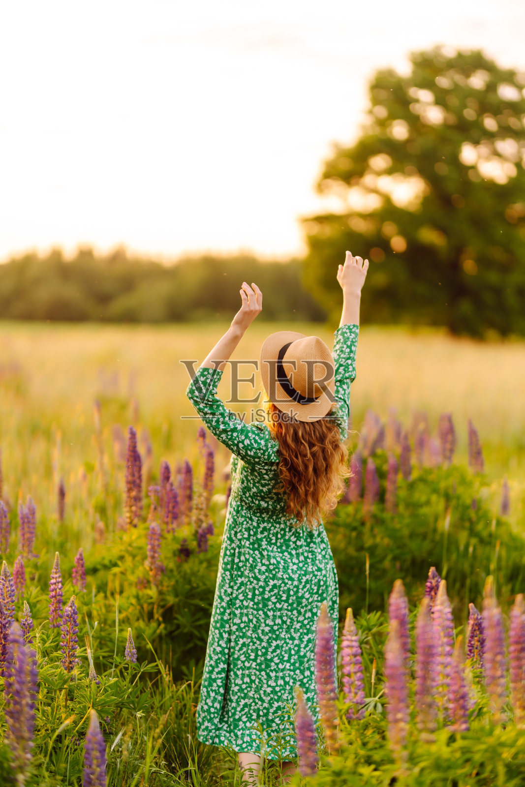 年轻女子手持一束薰衣草花漫步在夏日草地上的肖像。照片摄影图片