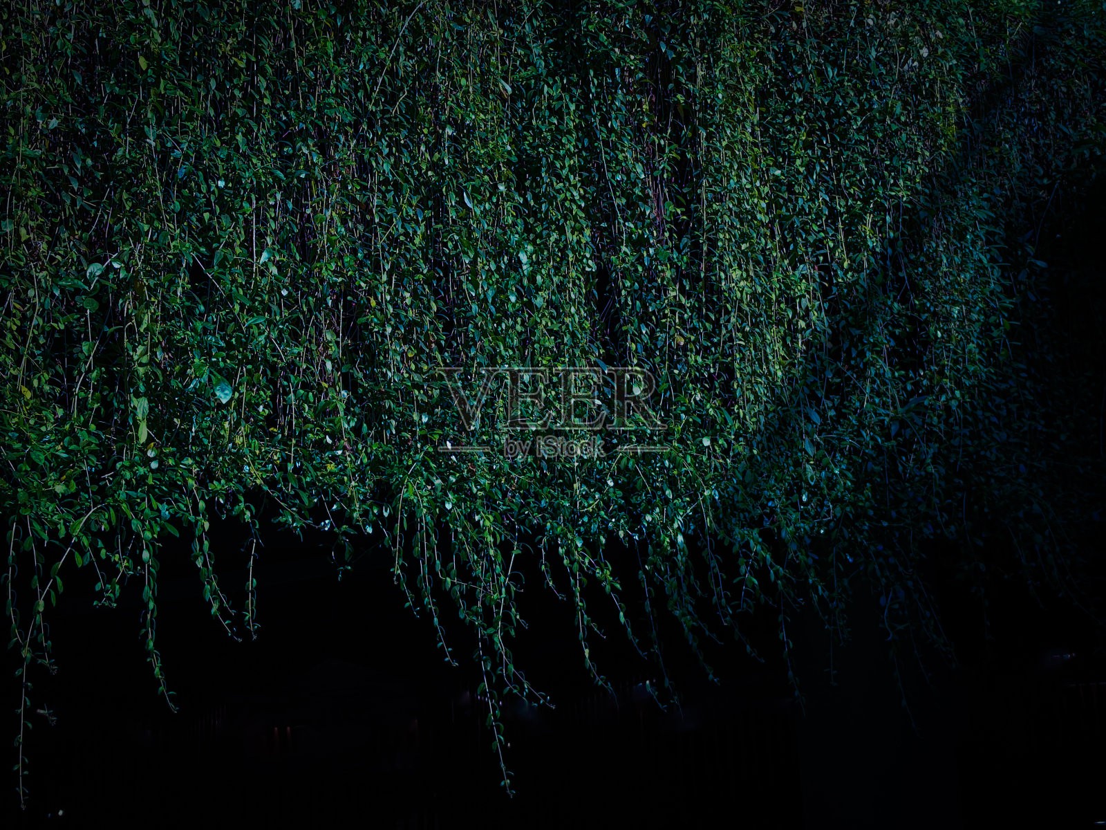 深绿色植物与阴影和光抽象的背景照片摄影图片