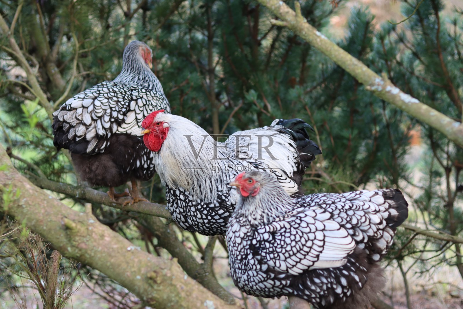 怀恩多特小公鸡和母鸡栖息在树枝上照片摄影图片