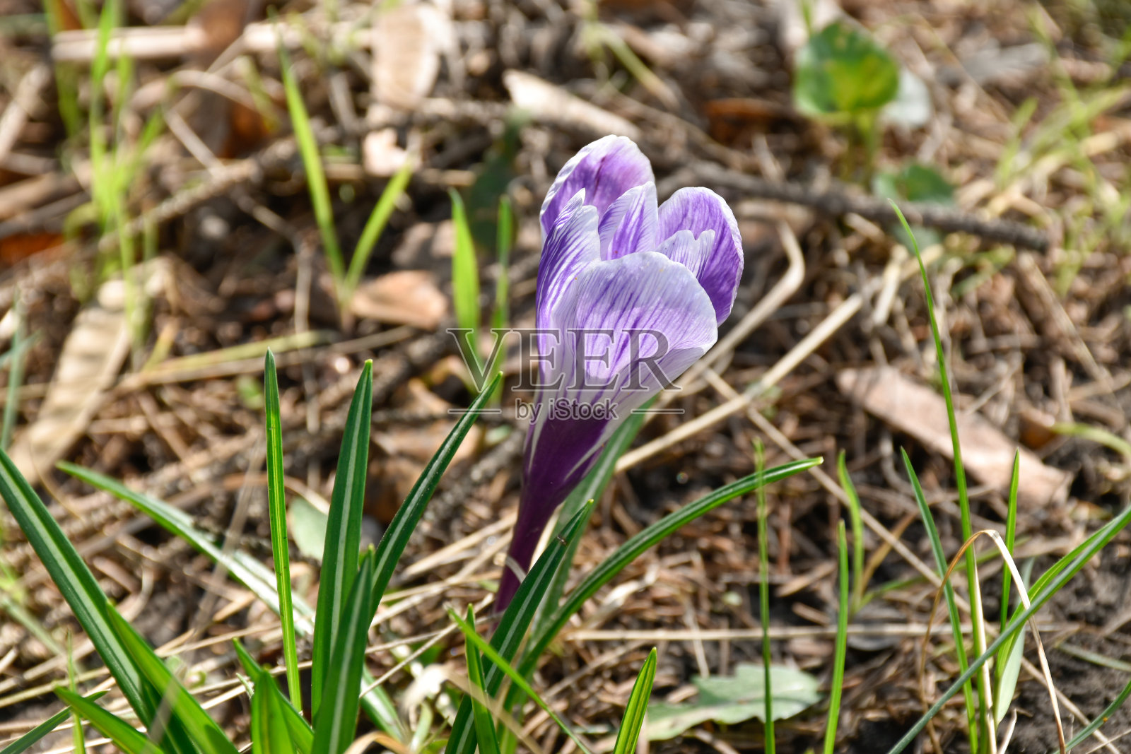 紫色番红花,春天的花朵,生长在花园的绿草丛中照片摄影图片