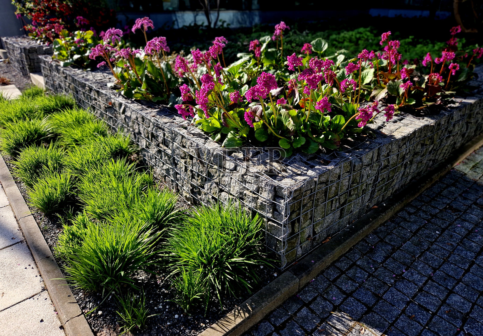 牛头草是一种深粉红色开花的牛头草品种,几乎是圆形的叶子。它们的颜色是深橄榄绿,在季节中带有酒红色,从秋天到春天是青铜红色到酒红色。照片摄影图片