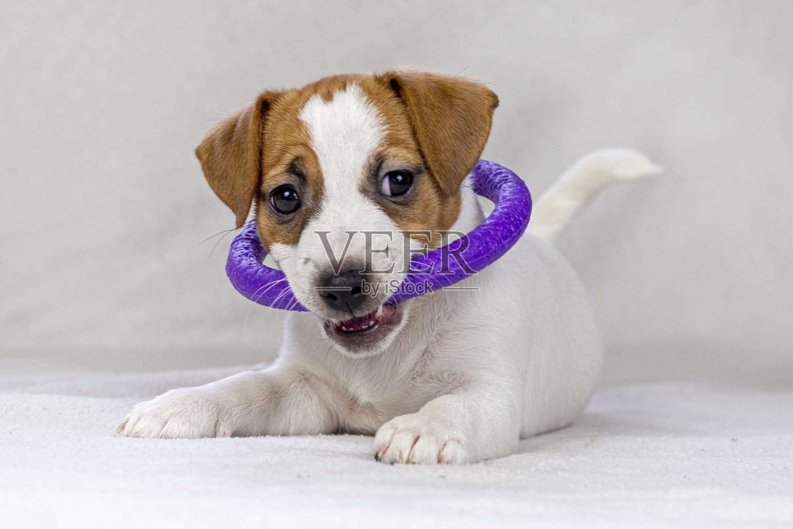 一只脸上长着心形斑点的杰克罗素小狗正梦想着一个玩具。照料和饲养宠物照片摄影图片