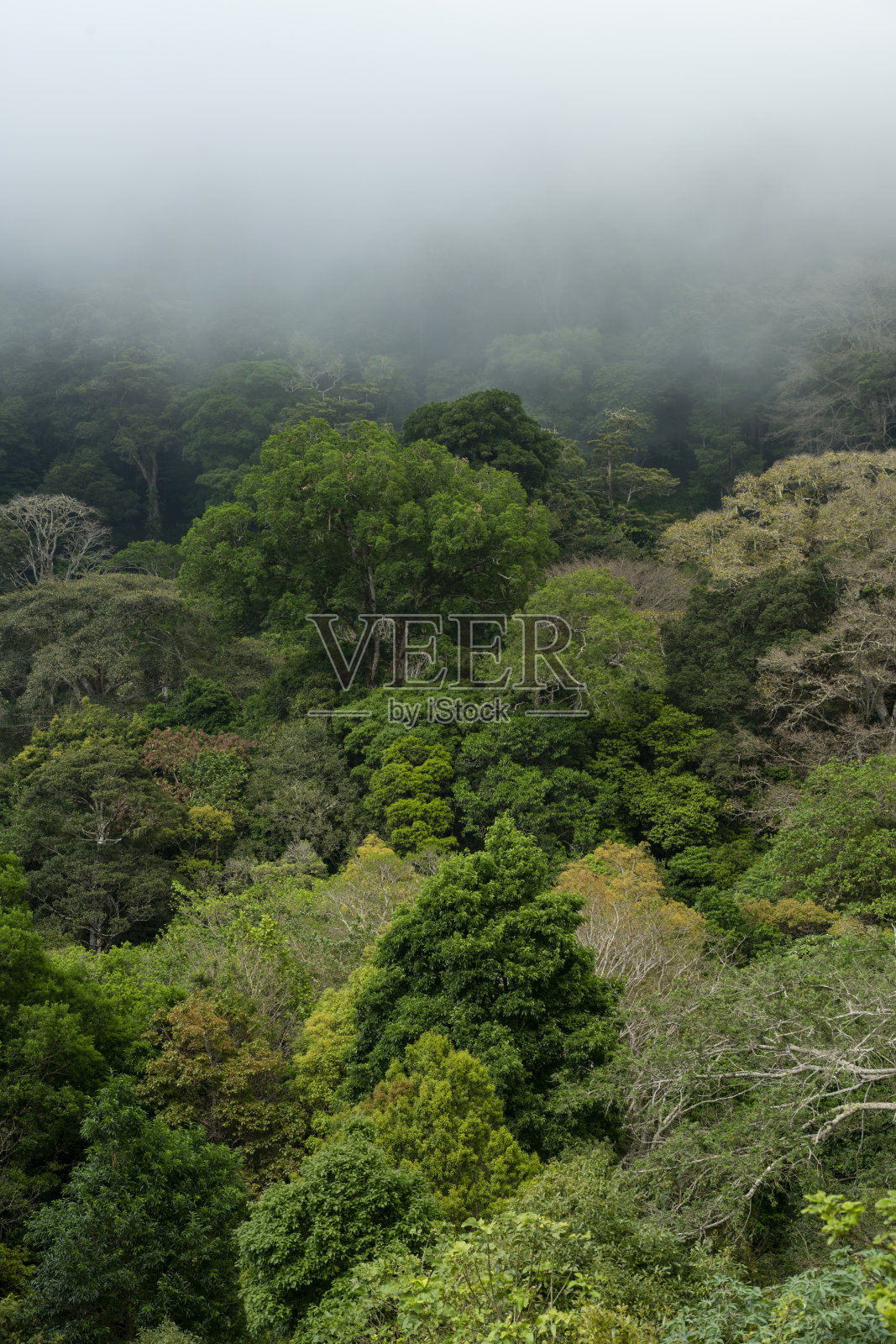 雄伟的雨林笼罩在薄雾,巴拿马-股票照片照片摄影图片
