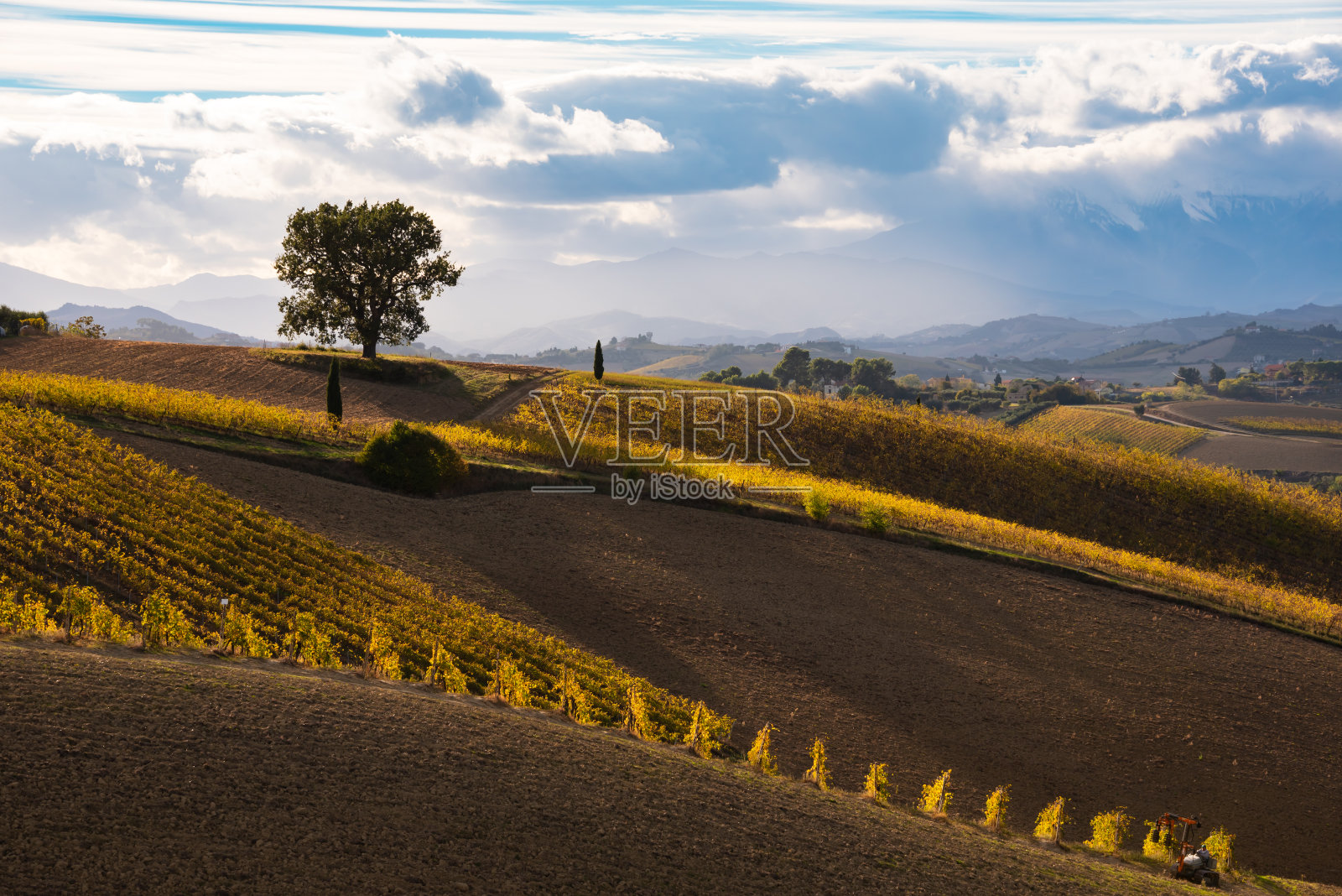 山上的农田,秋天有葡萄园。乡村景观照片摄影图片