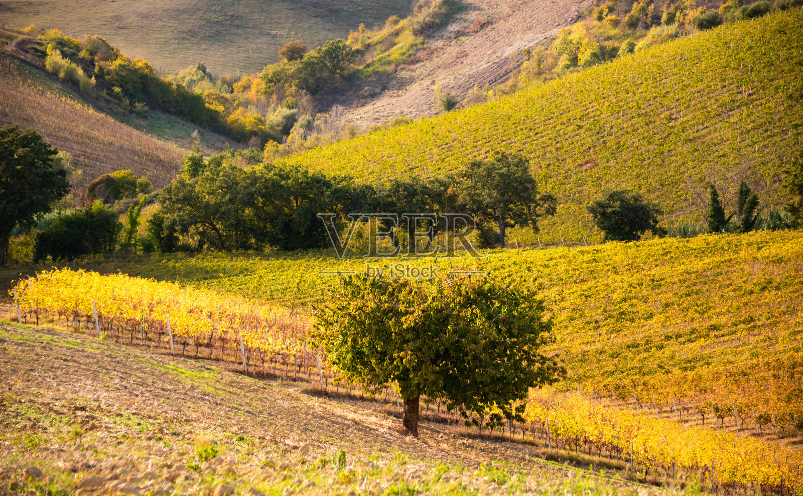 山上的农田,秋天有葡萄园。乡村景观照片摄影图片