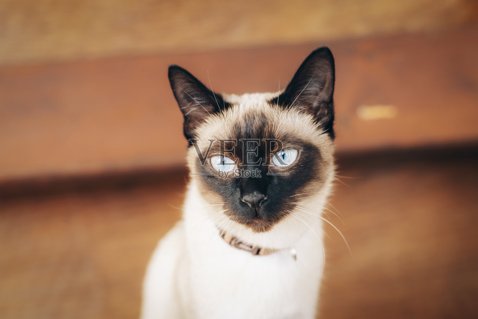 蓝眼睛暹罗猫的肖像,特写照片摄影图片