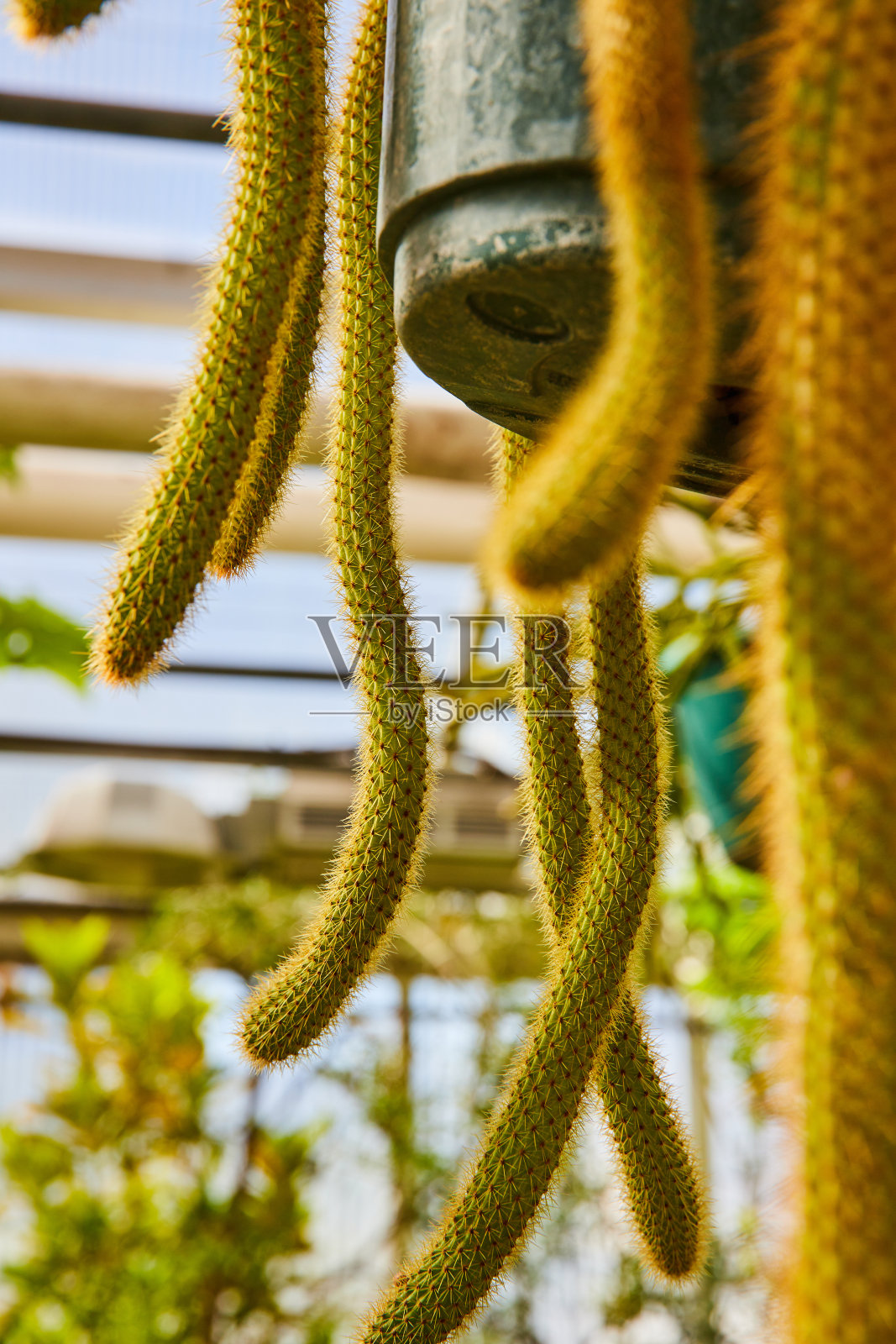 温室温室悬挂鼠尾仙人掌照片摄影图片