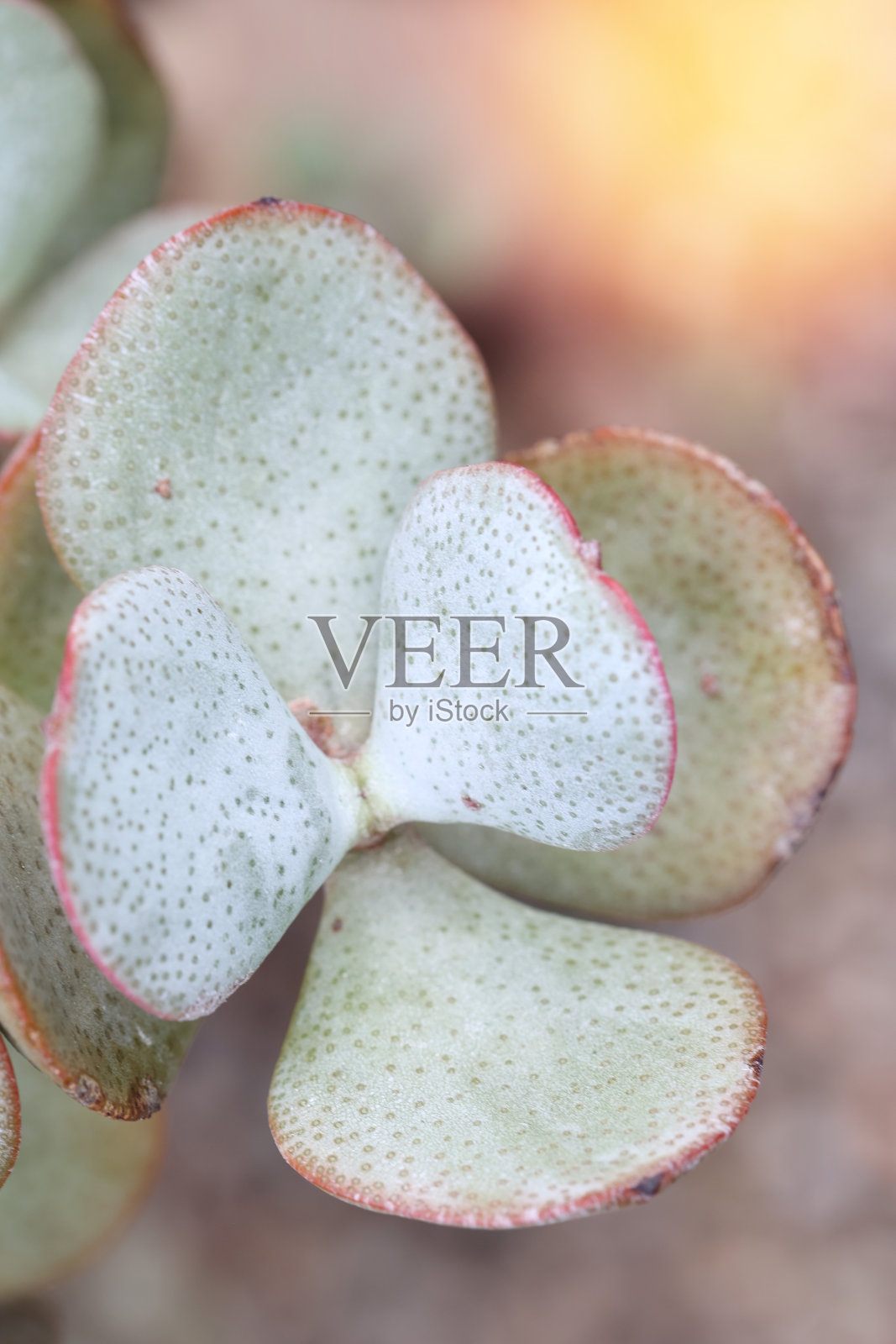 仙人掌和多肉植物照片摄影图片