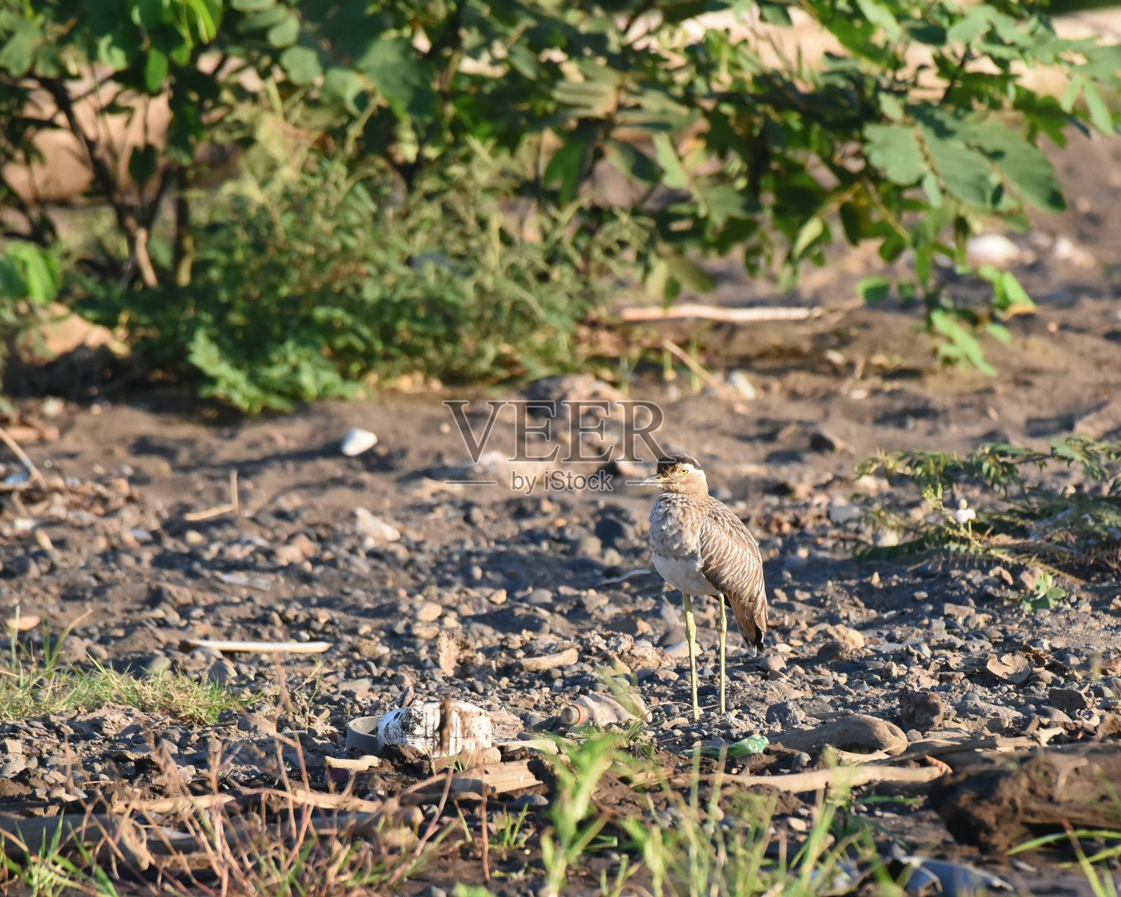 哥斯达黎加鸟类:双条纹粗膝鸟(Burhinus bistriatus)照片摄影图片