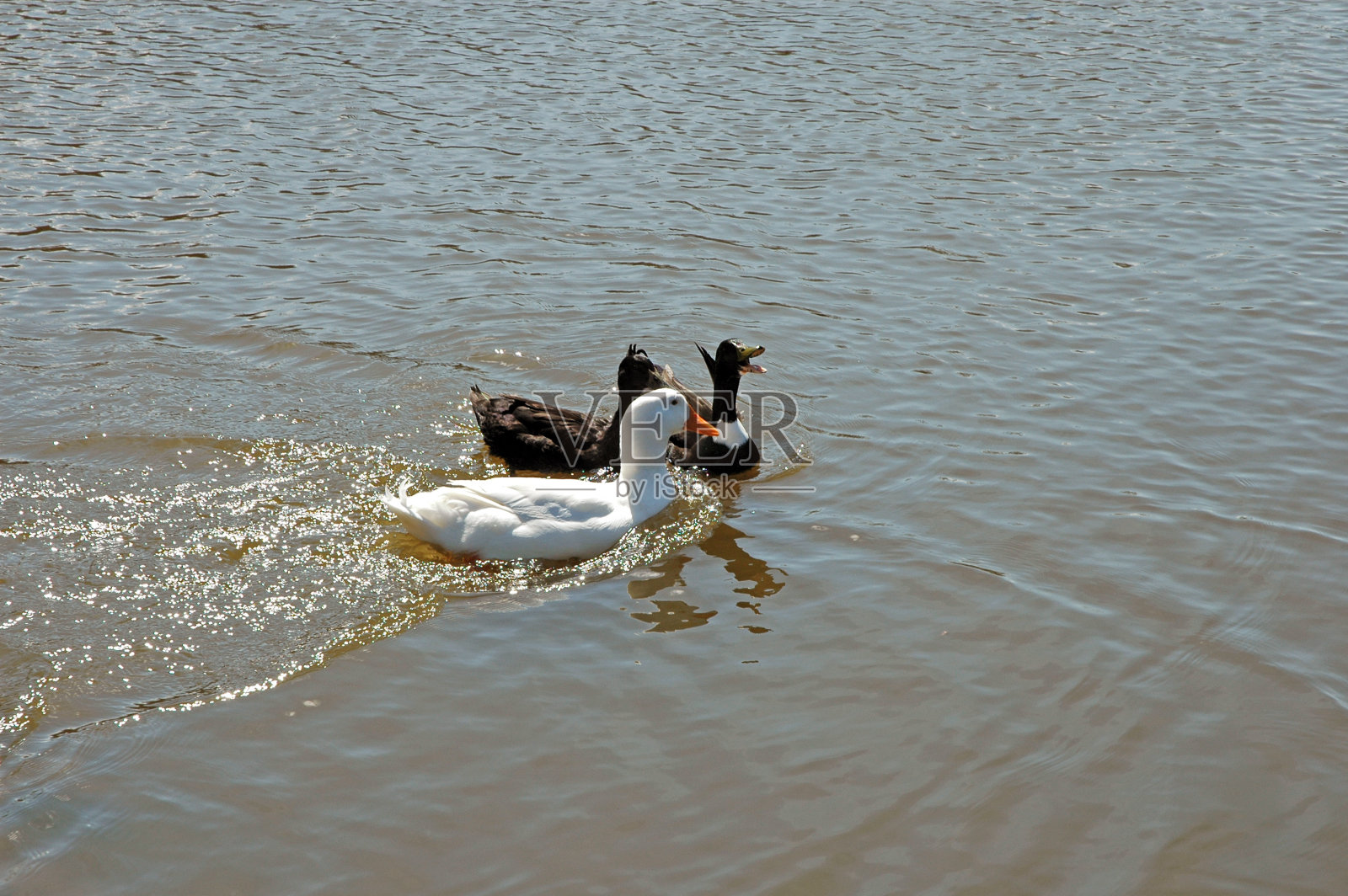 鸭子照片摄影图片