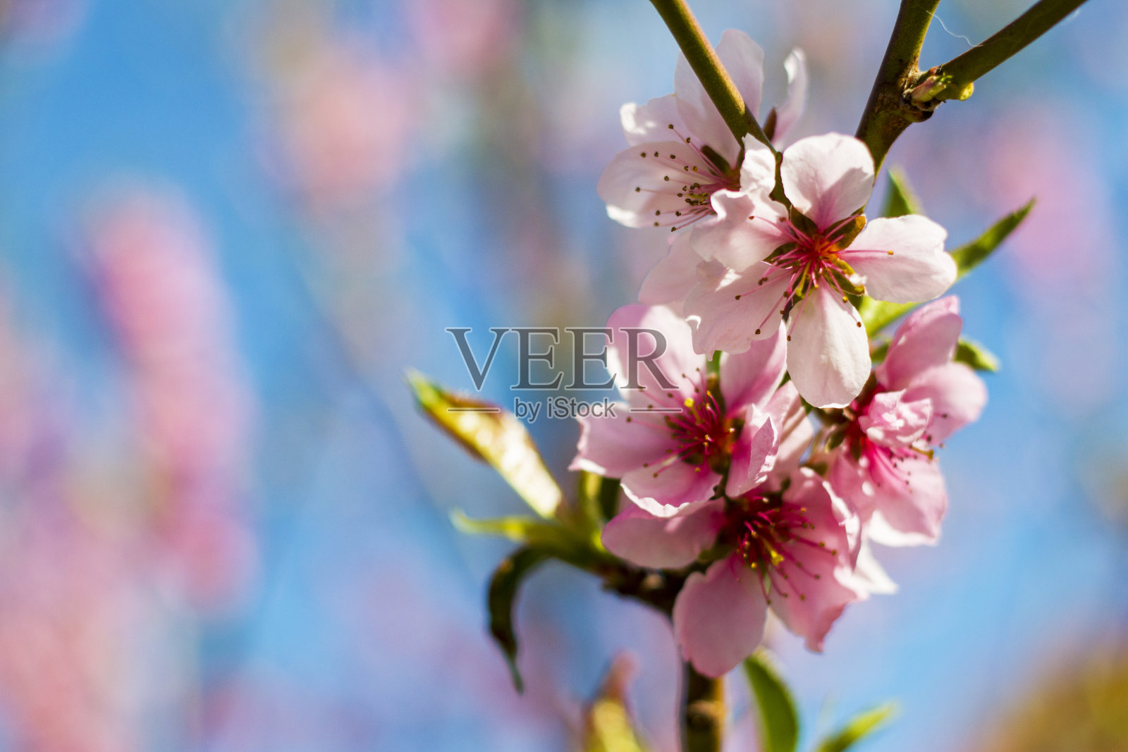 油桃开在春树上照片摄影图片