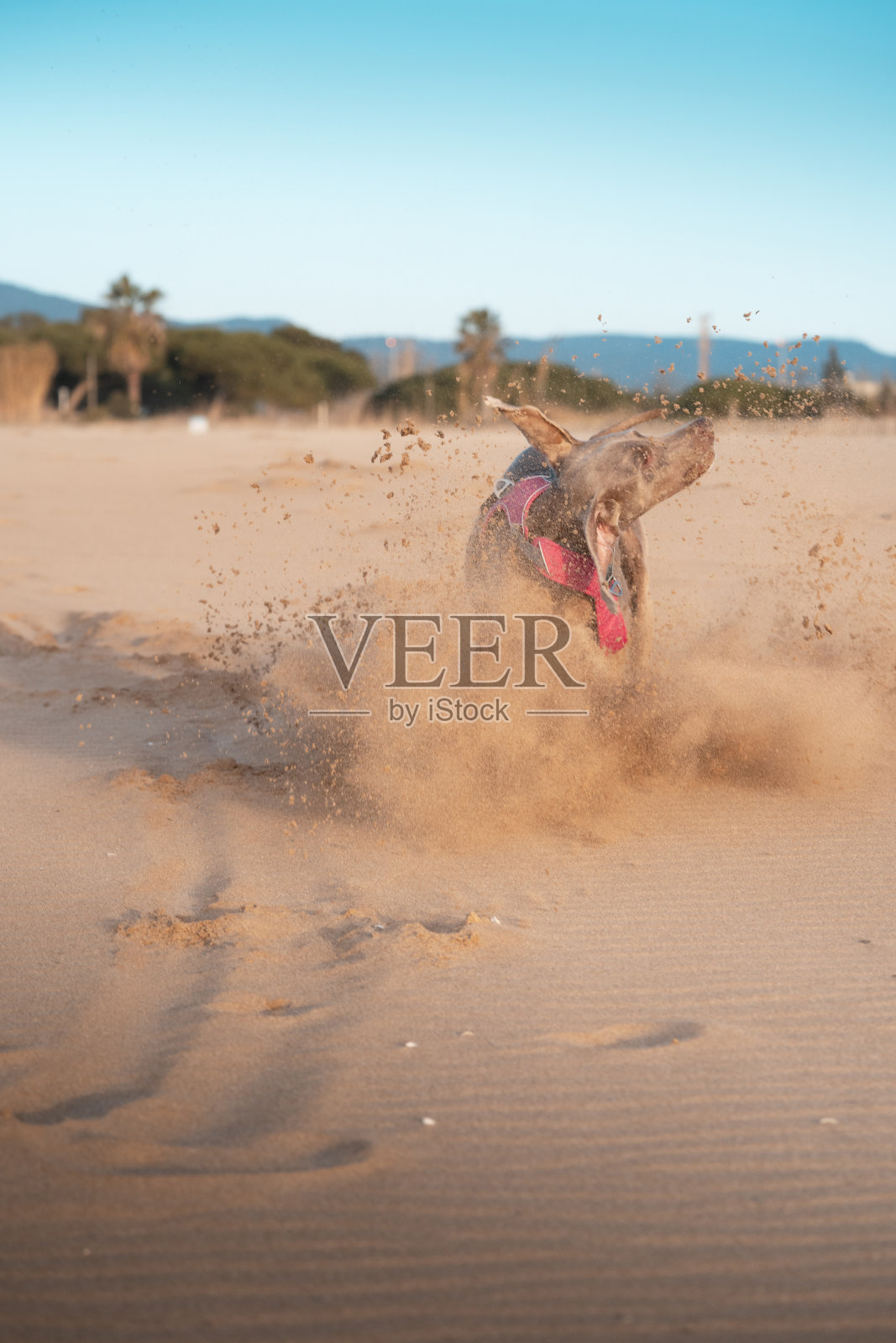 一个年轻的魏玛·布拉克在海滩上玩耍。魏玛猎犬在玩一个玩具,把所有的沙子都捡起来照片摄影图片