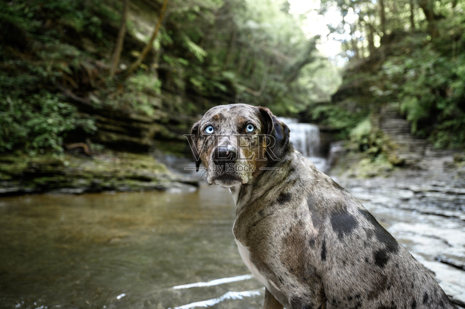 树林里的狗照片摄影图片