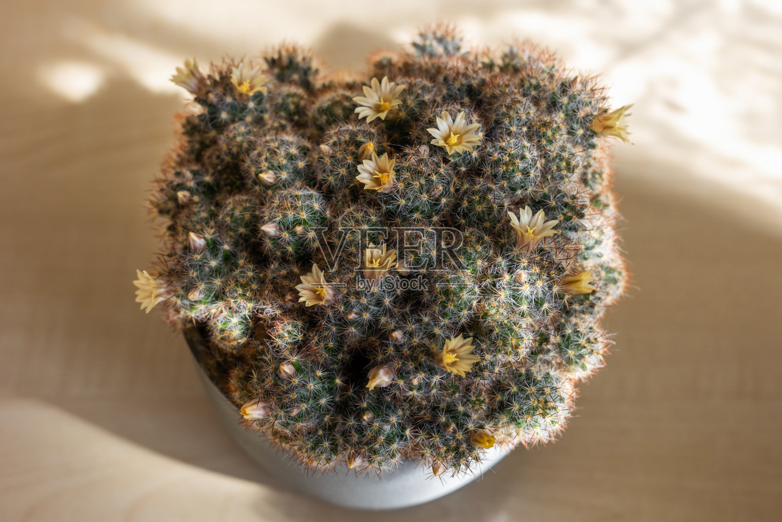 开花的仙人掌照片摄影图片