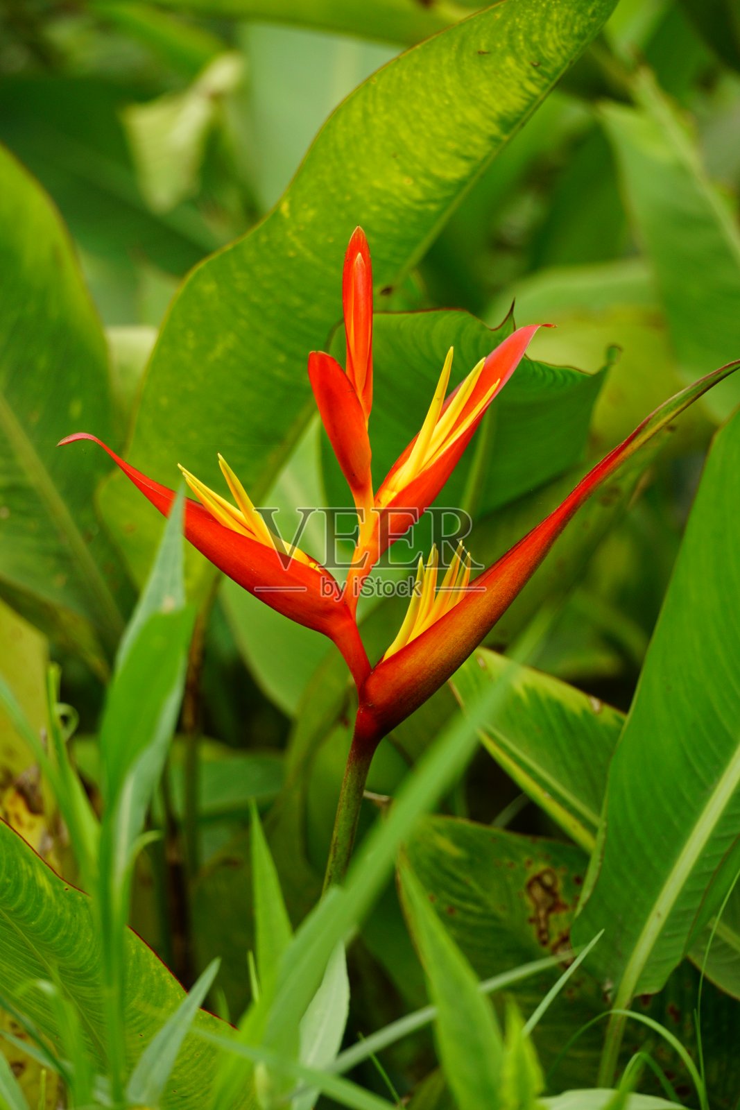向日葵开花特写照片摄影图片
