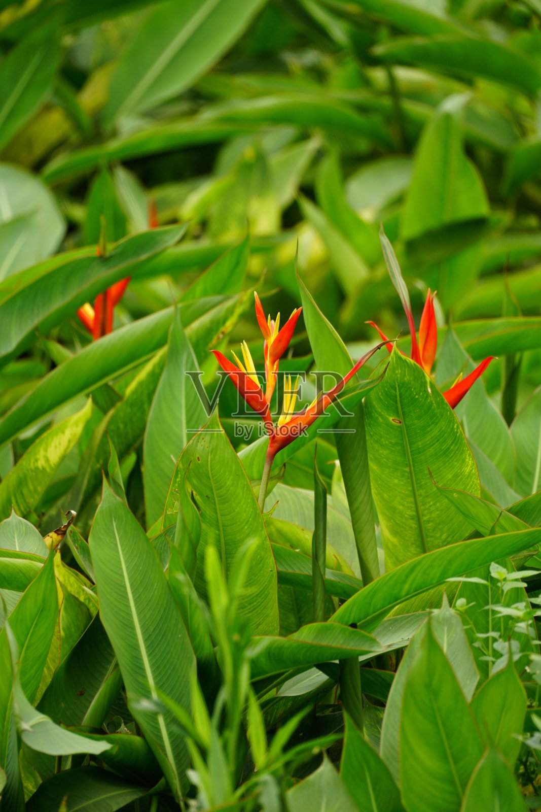向日葵开花特写照片摄影图片