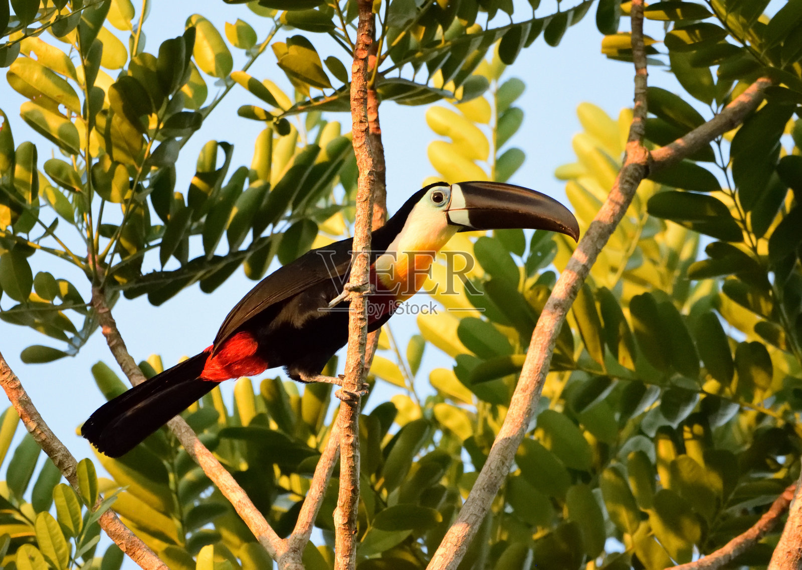 黑嘴巨嘴鸟照片摄影图片
