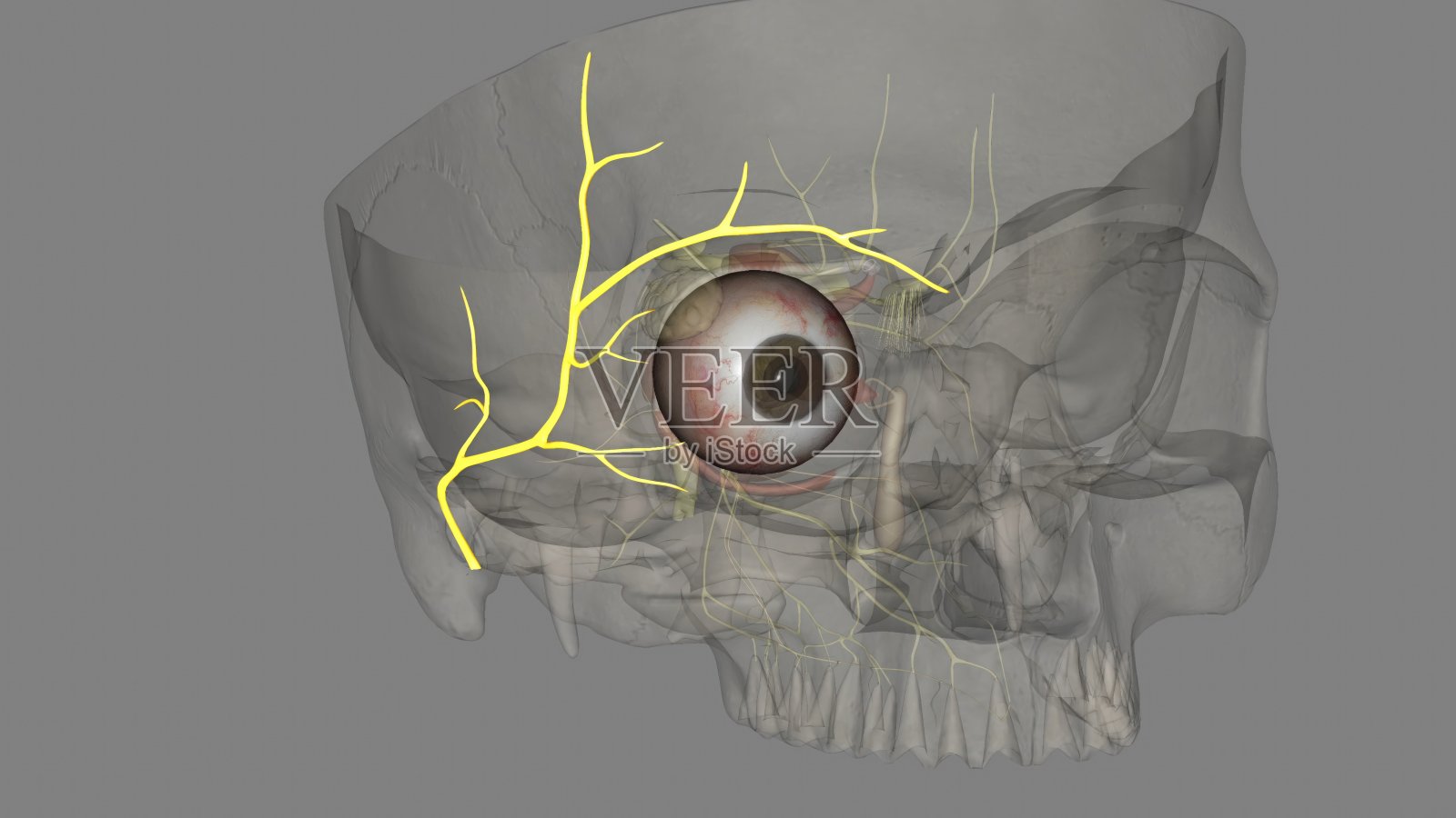 颞支是面神经的上支照片摄影图片