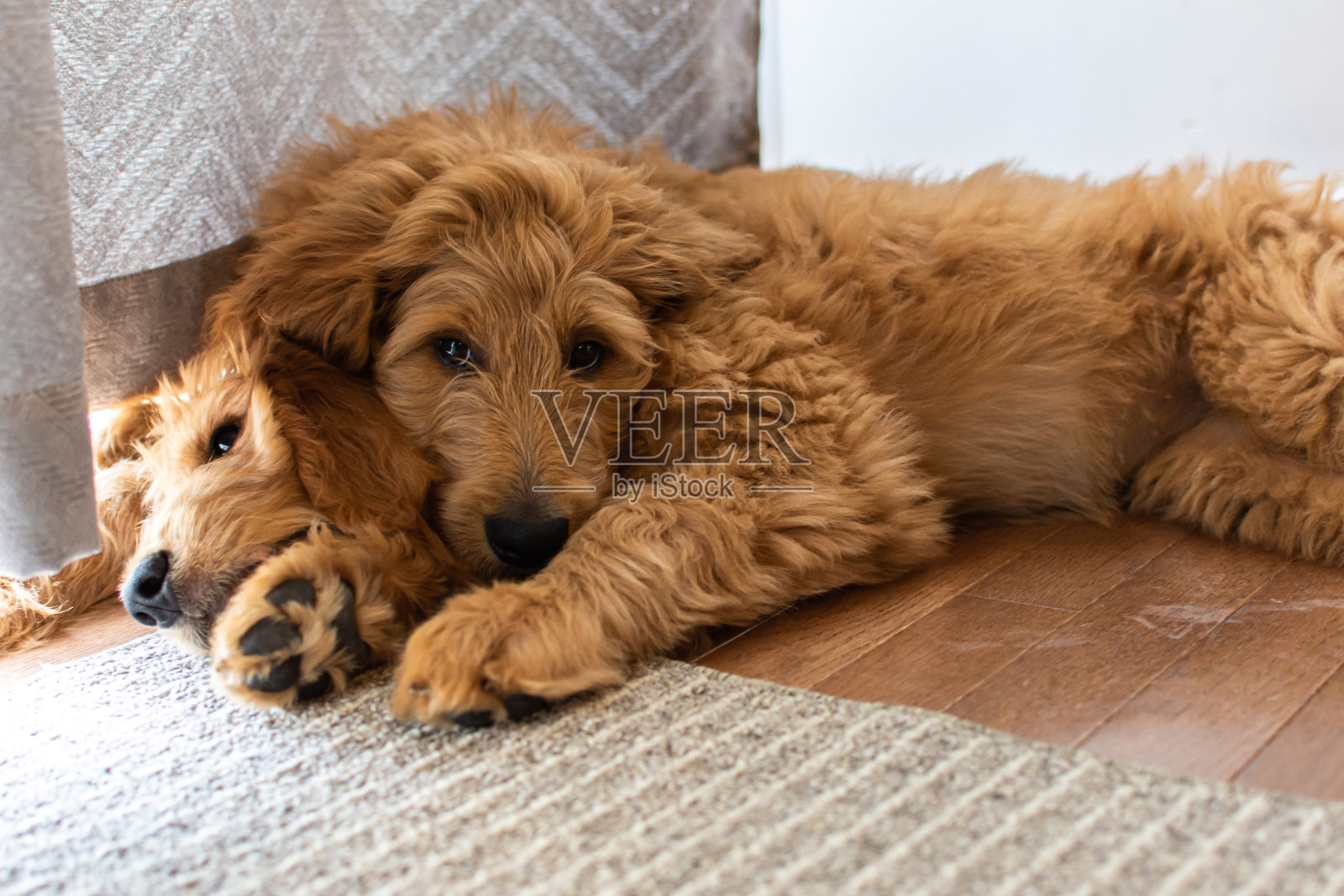 金毛贵宾小狗依偎在一起照片摄影图片