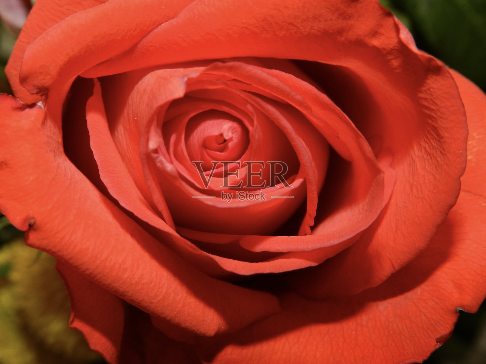 红玫瑰特写照片摄影图片