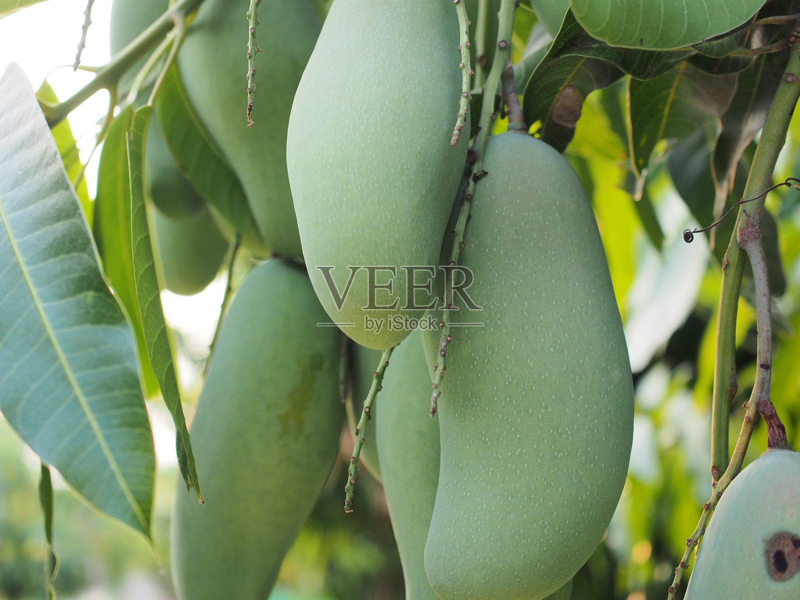 新鲜的芒果照片摄影图片