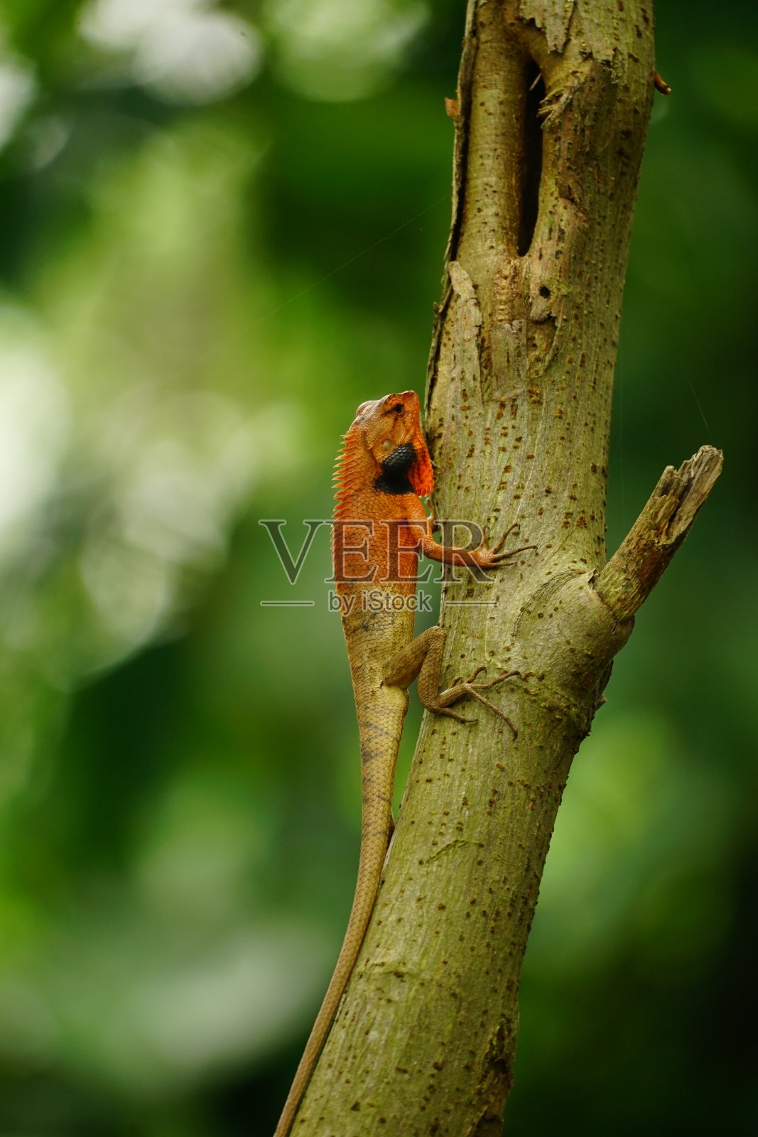 一只粘在树干上的鬣蜥的特写照片摄影图片