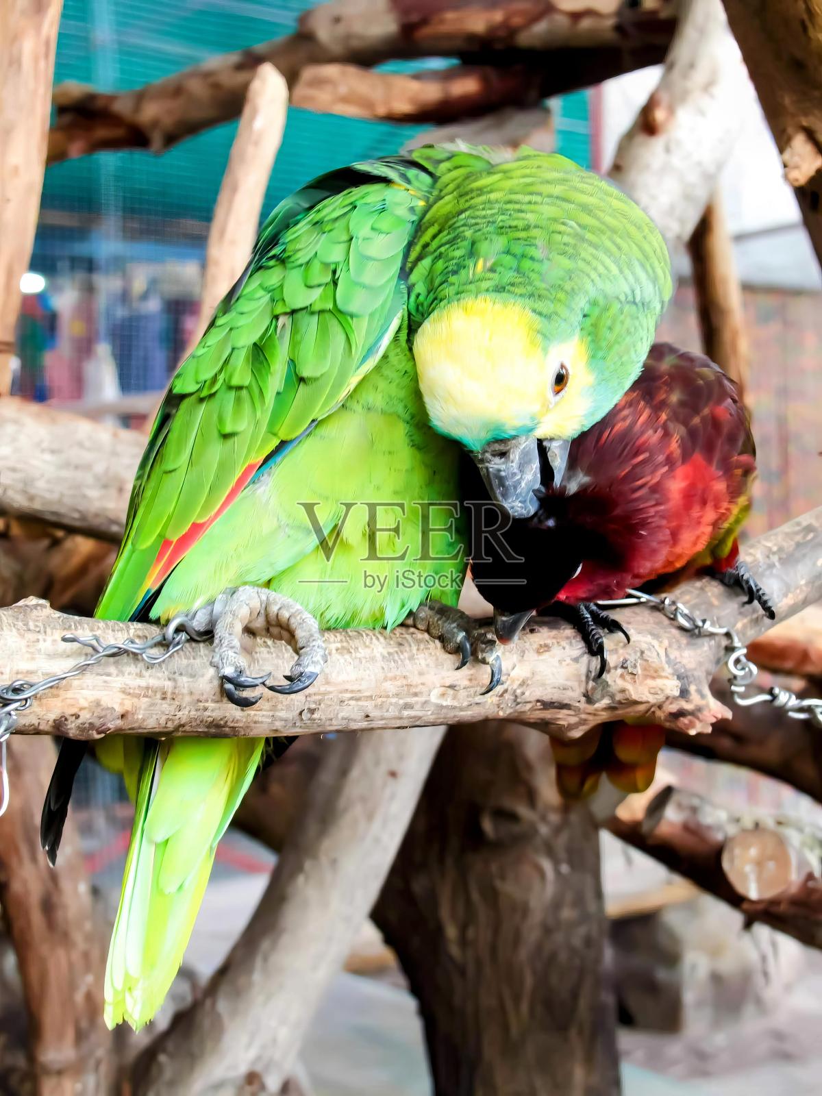 两只鹦鹉一起坐在树枝上的照片。照片摄影图片