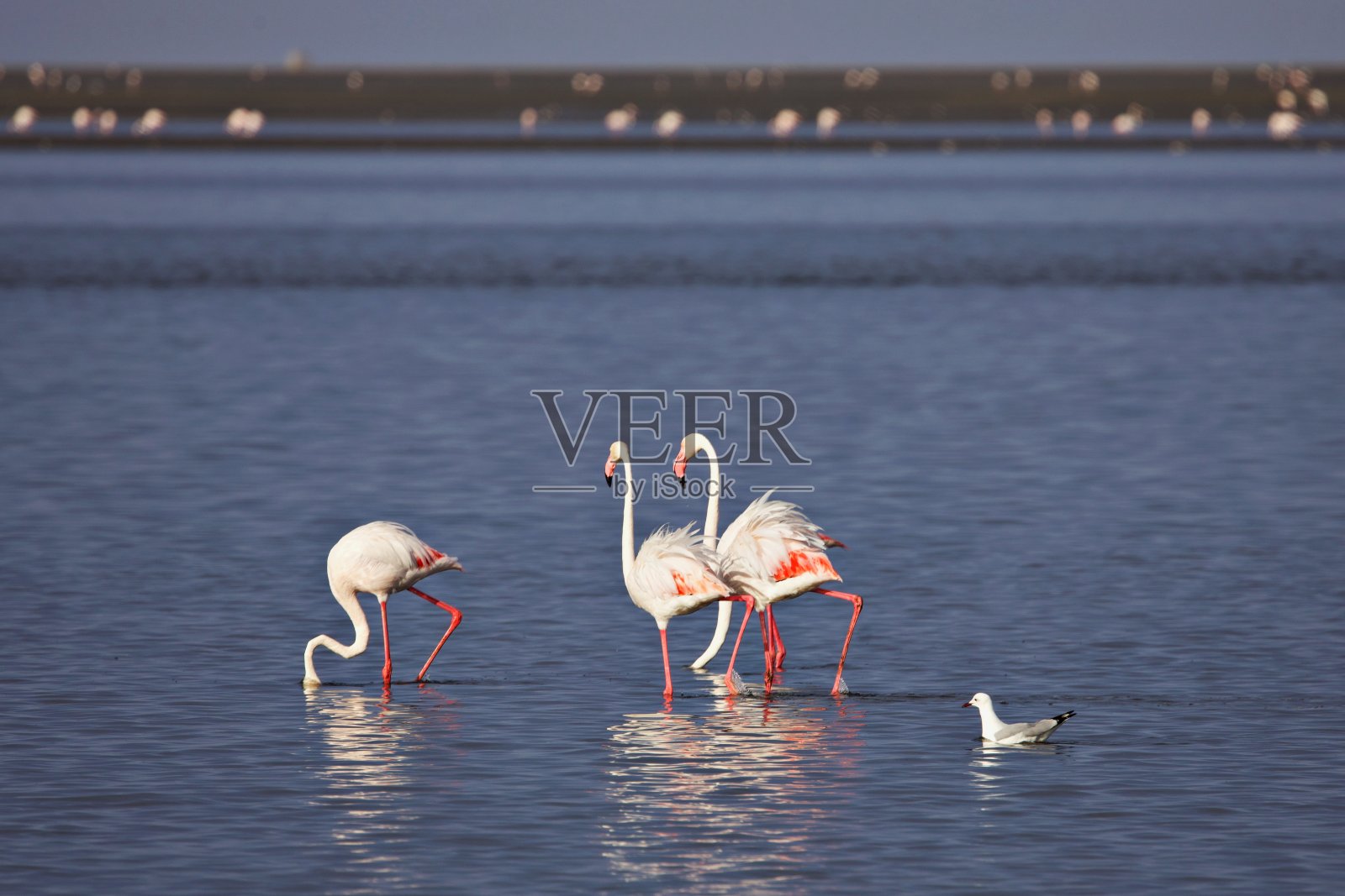 在开阔水域的火烈鸟照片摄影图片