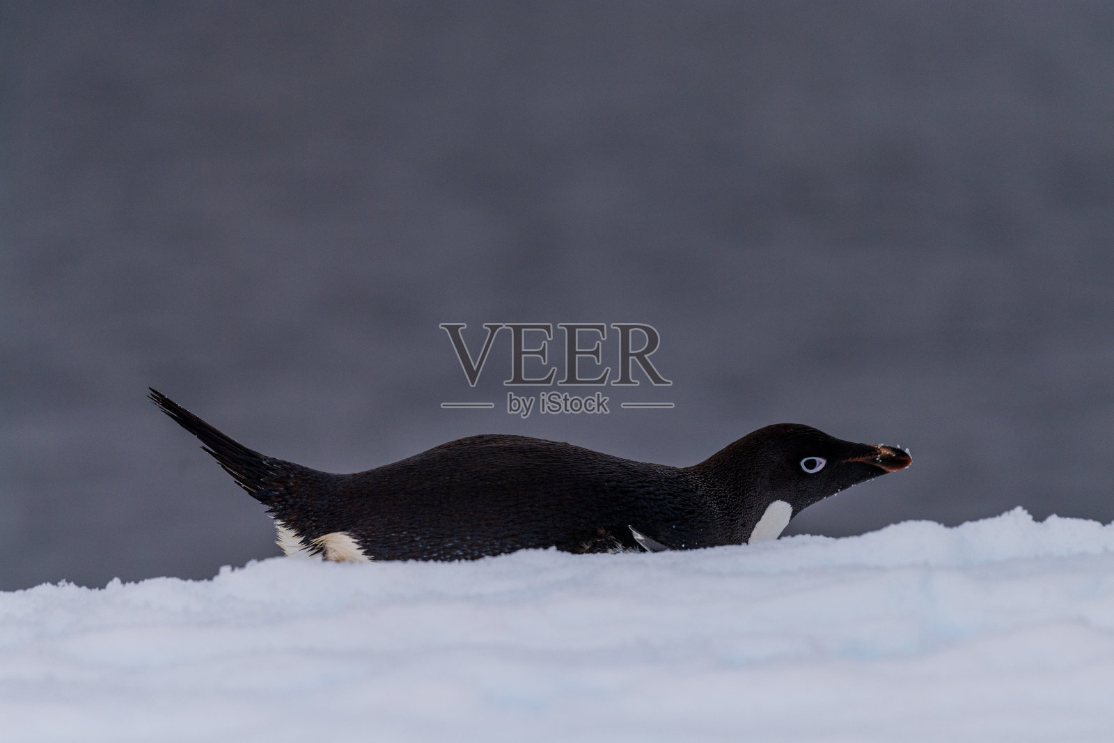 阿德利企鹅站在冰山上照片摄影图片