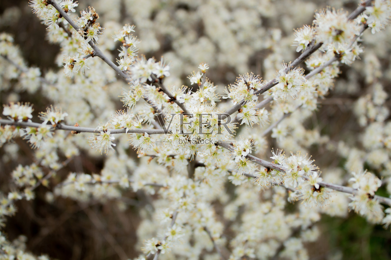 春天的果树开了白色的花照片摄影图片