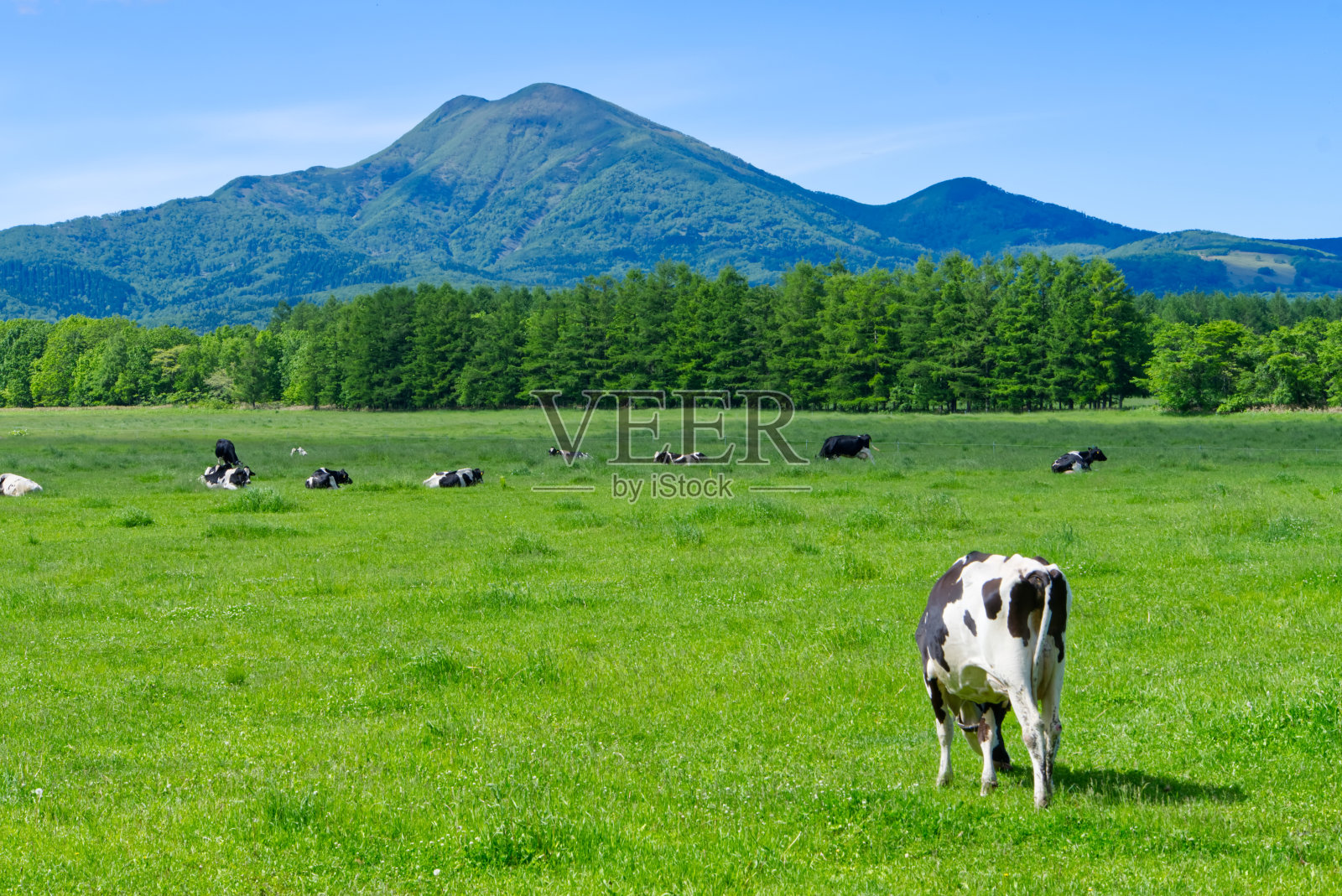 北海道中别町的武坂山和荷斯泰因正在放牧照片摄影图片