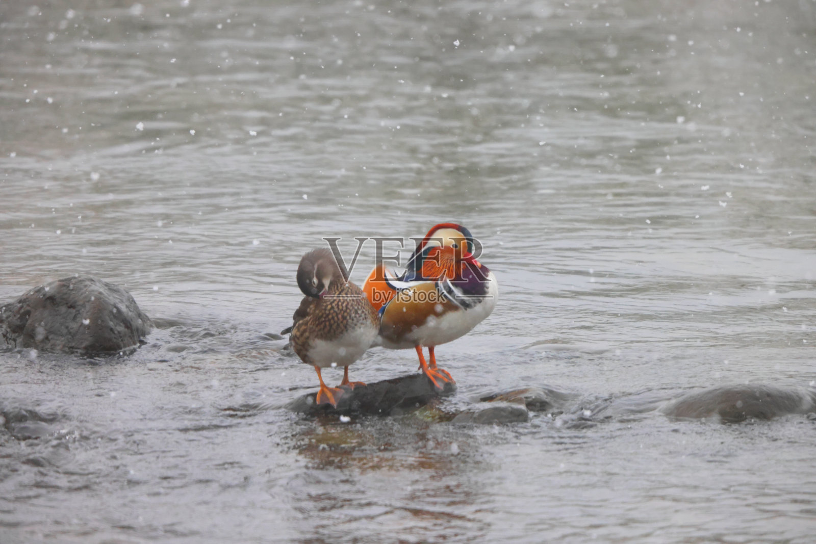 日本的鸳鸯照片摄影图片