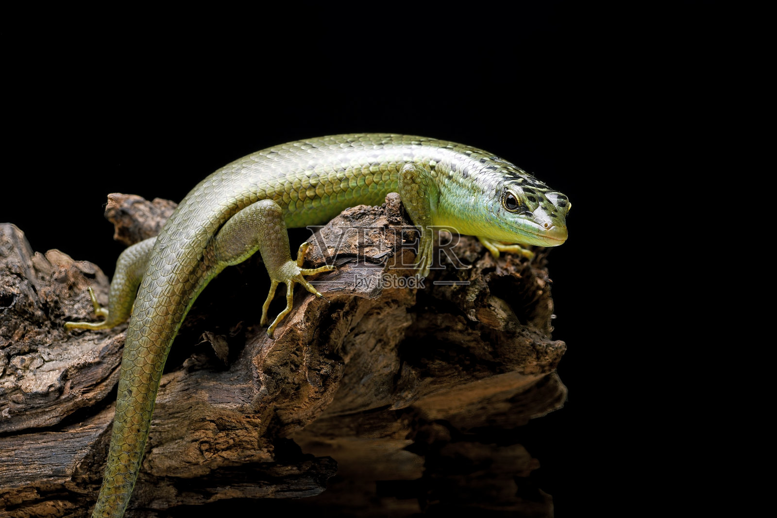 绿蜥蜴照片摄影图片