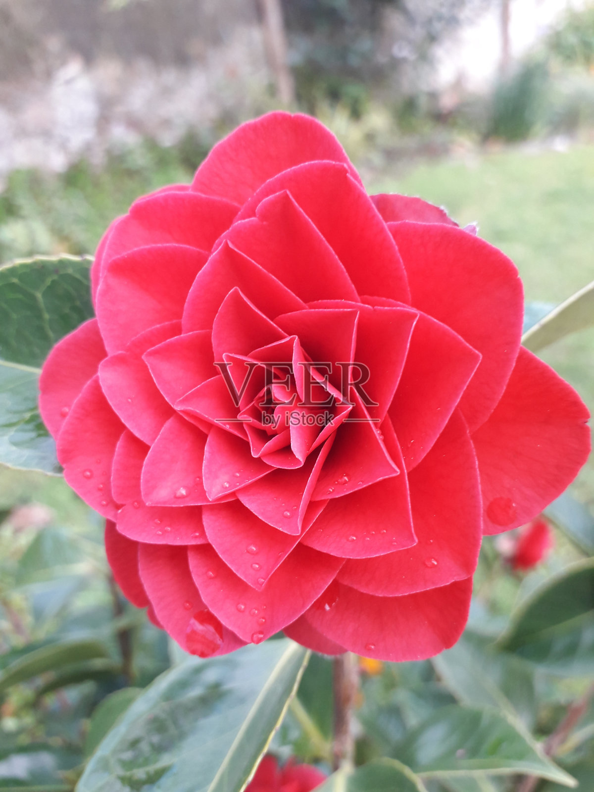 Coimbra的12042024照片摄影图片