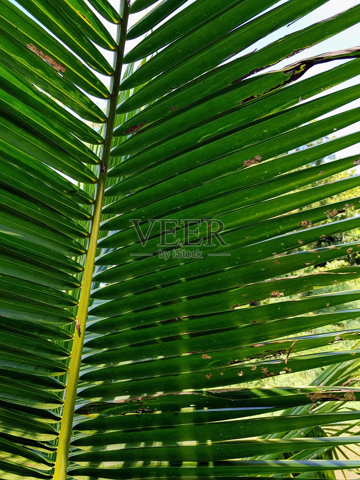 一张绿色树叶上栖息着一只鸟的照片。照片摄影图片