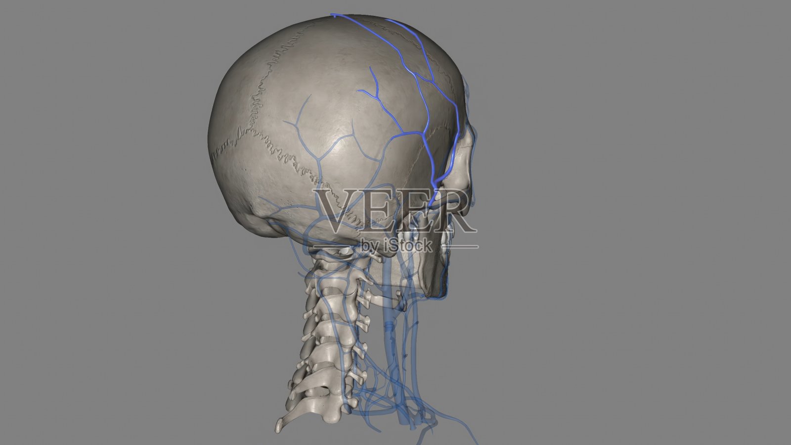 颞浅静脉从顶骨中部向下延伸到耳前照片摄影图片