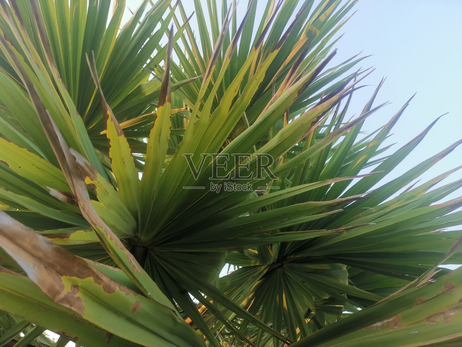 美丽的绿色热带树叶照片摄影图片