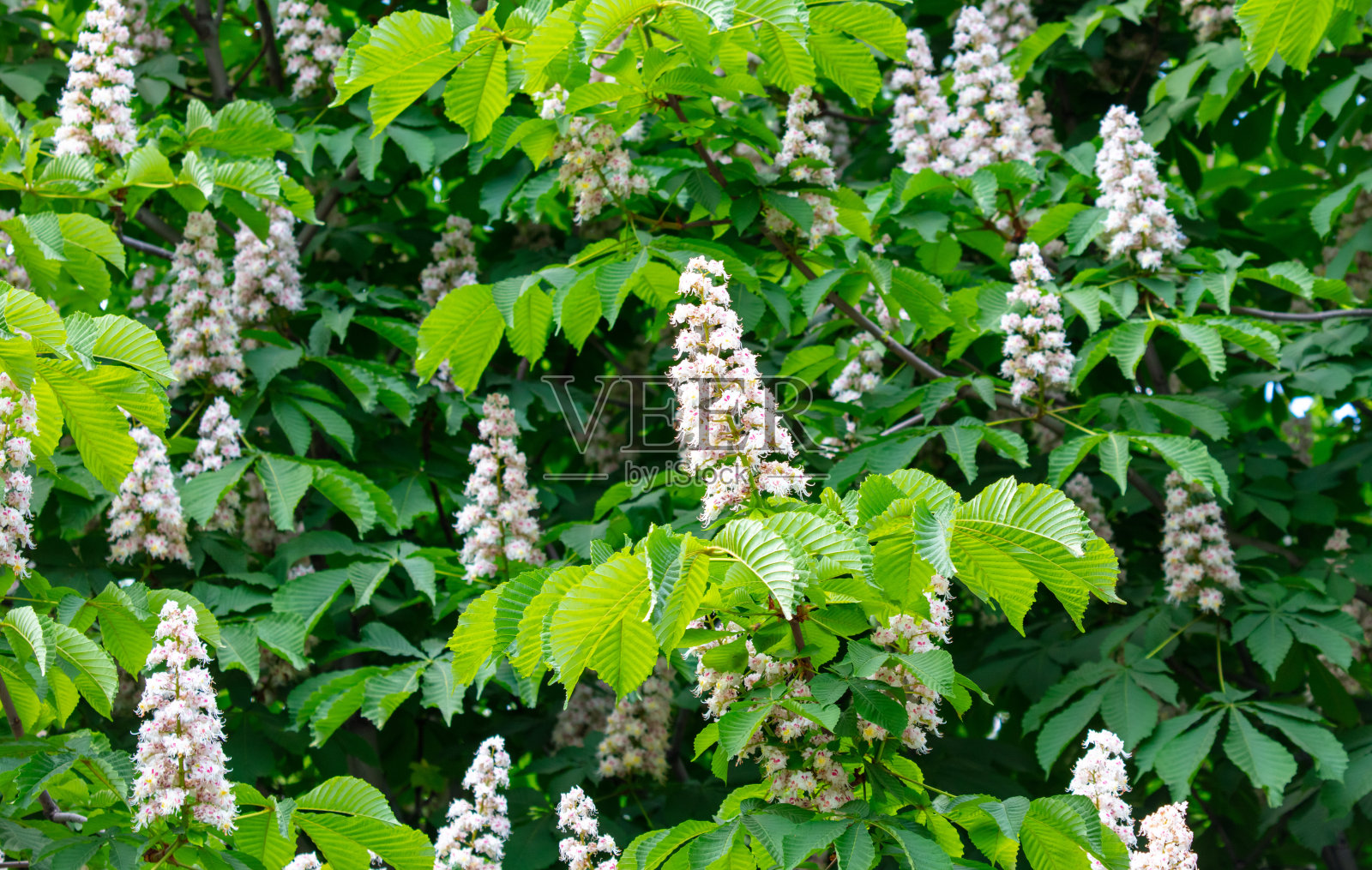 春天树上的栗子花照片摄影图片