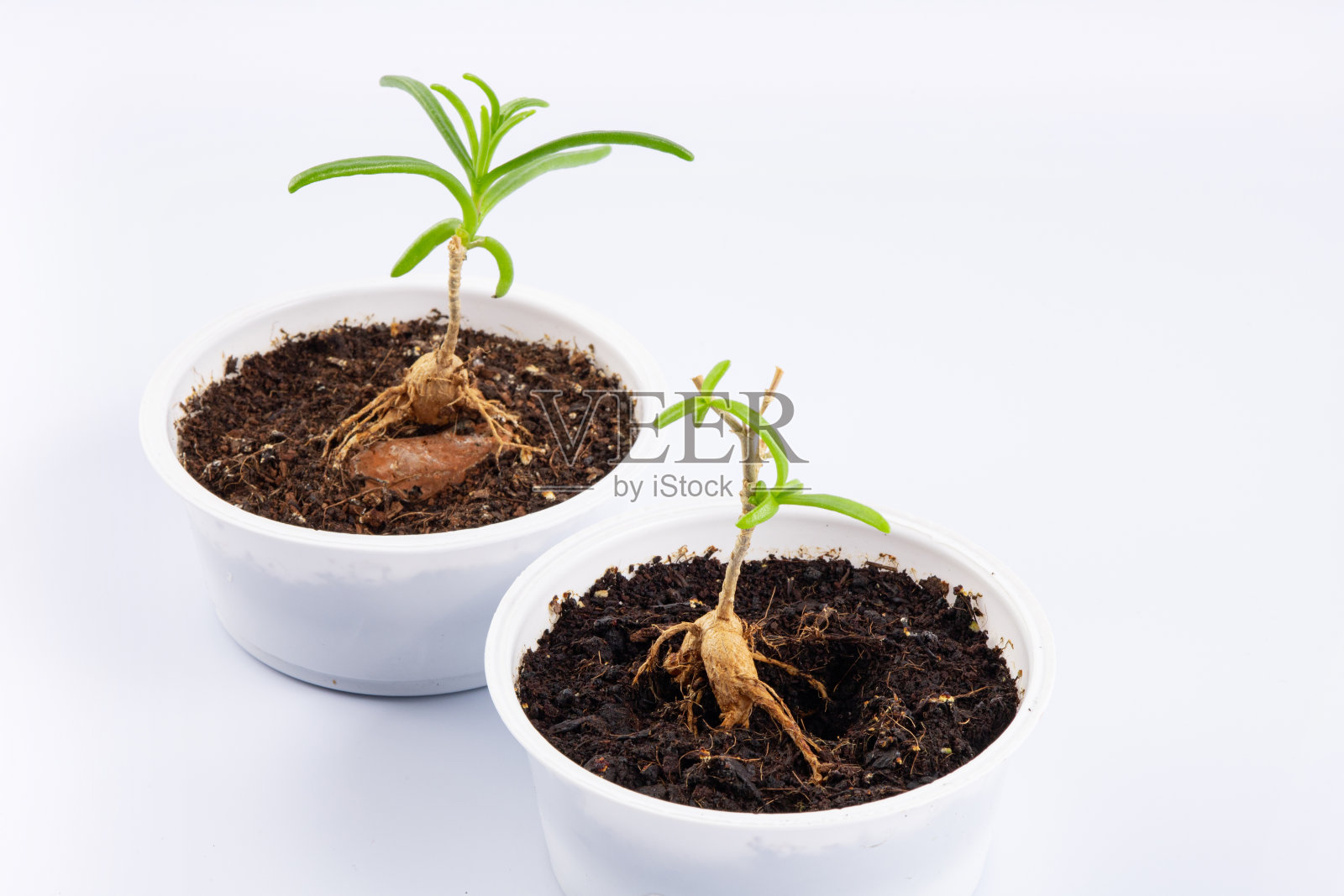 两株幼嫩的叶根多肉的矮茎,生长在一个白色的小碗里。隔离在白色背景上照片摄影图片
