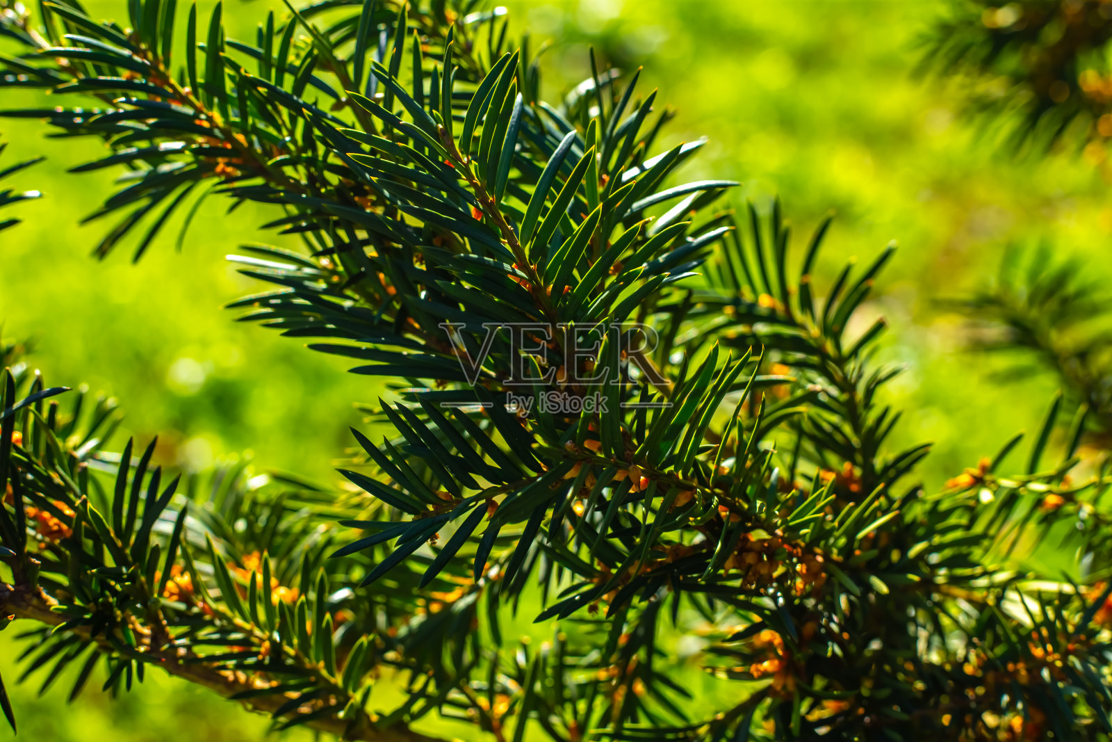 云杉树枝背景。绿色的云杉。云杉特写照片摄影图片