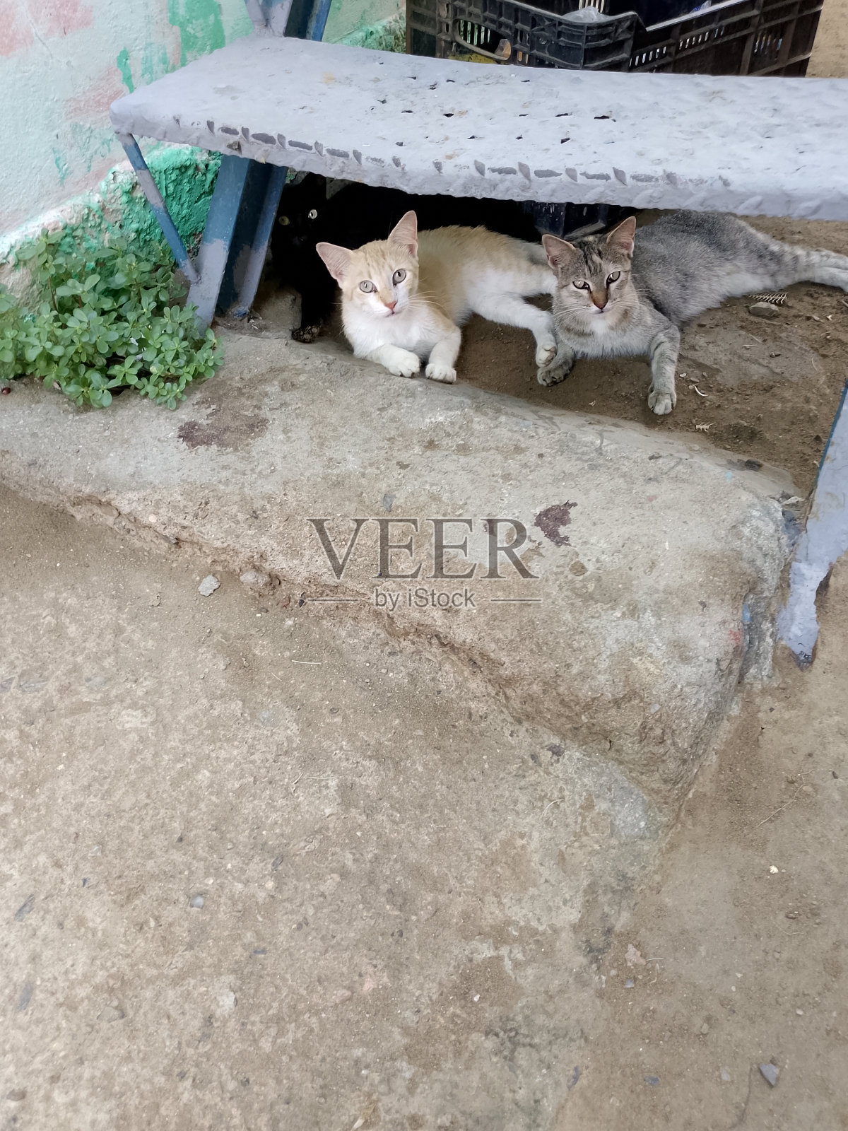 Vista买照片摄影图片