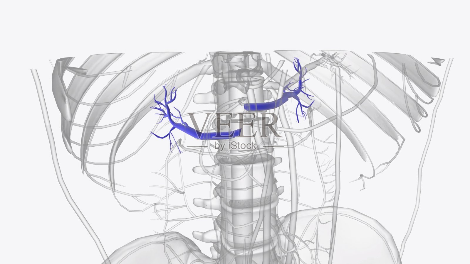 肾静脉是一条不对称成对的血管,将缺氧血从肾脏输送到下腔静脉照片摄影图片