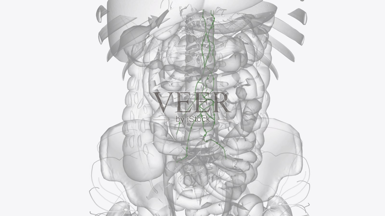 由淋巴结扎引起的主动脉淋巴停滞促进了动脉粥样硬化病变的发展照片摄影图片