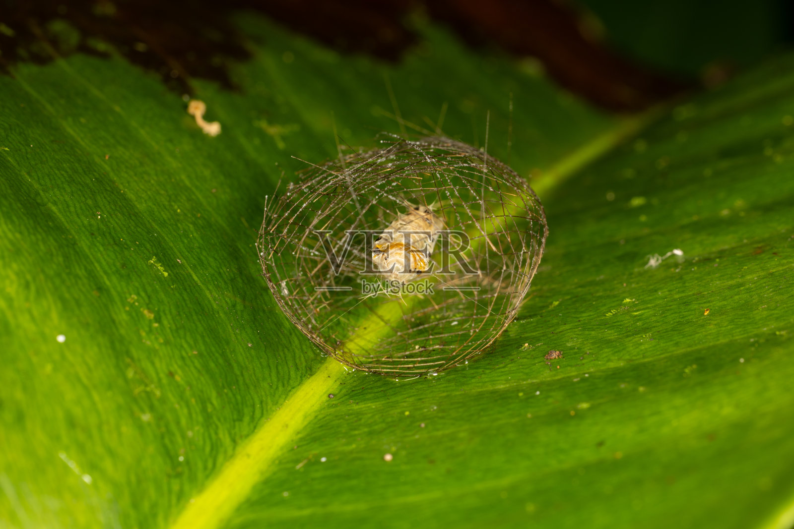 大自然中的蜘蛛、蝴蝶、毛毛虫和昆虫的超微距照片。照片摄影图片