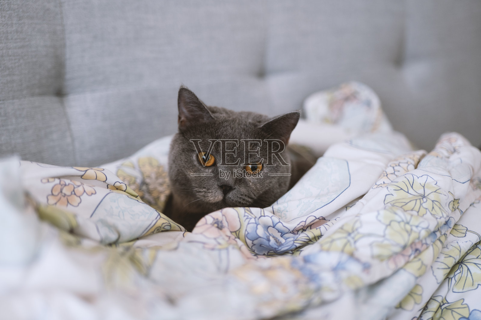 这只可爱的、胖乎乎的、蓝灰色的英国短毛猫躺在床上睡觉。冬天感觉冷的时候,它甚至会用毯子盖住自己,以免感冒。它真的很聪明,能照顾好自己。它睡觉的样子也很照片摄影图片