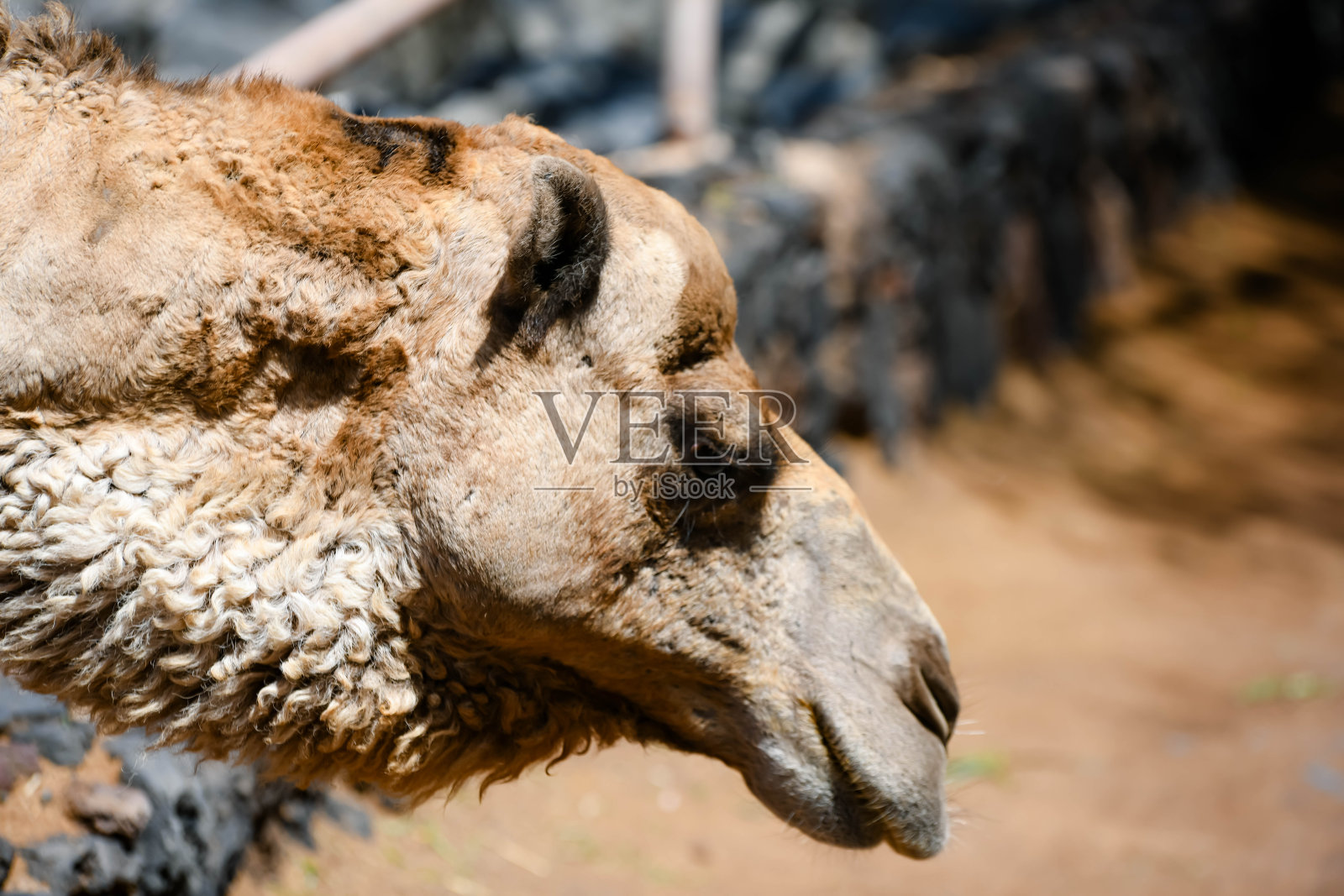 沙漠中的骆驼特写照片摄影图片